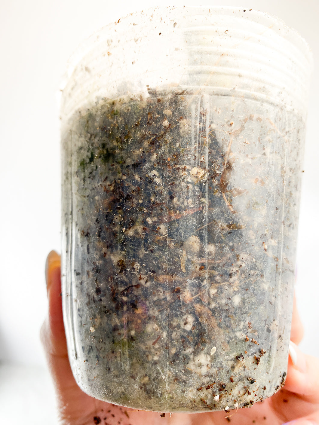 Anthurium Angamarcanum Rooted node
