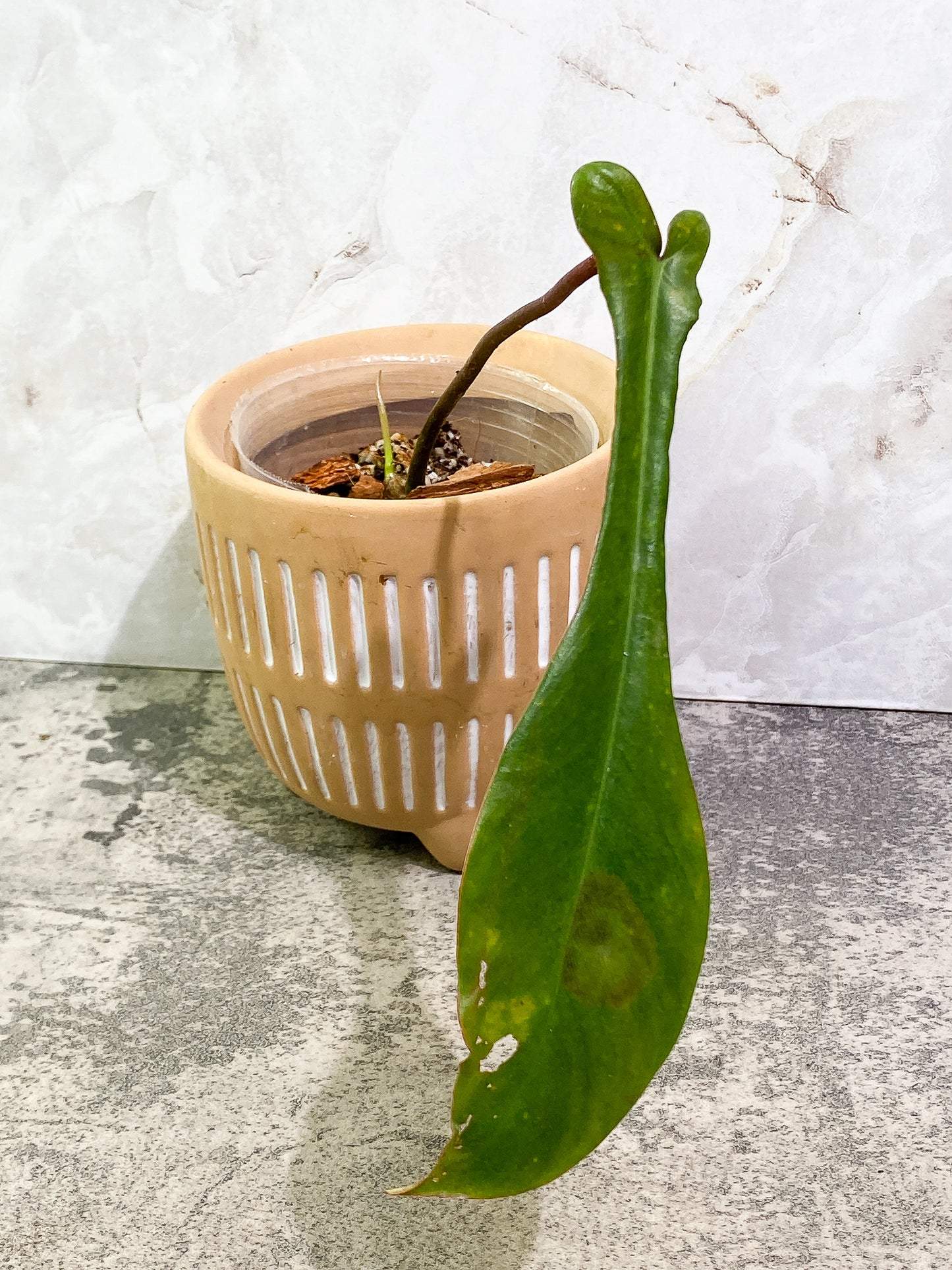 Philodendron Joepii 1 leaf 1 sprout rooted