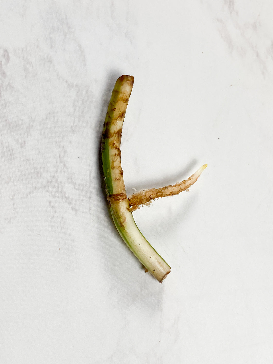 Monstera Full Mint Rooting Node