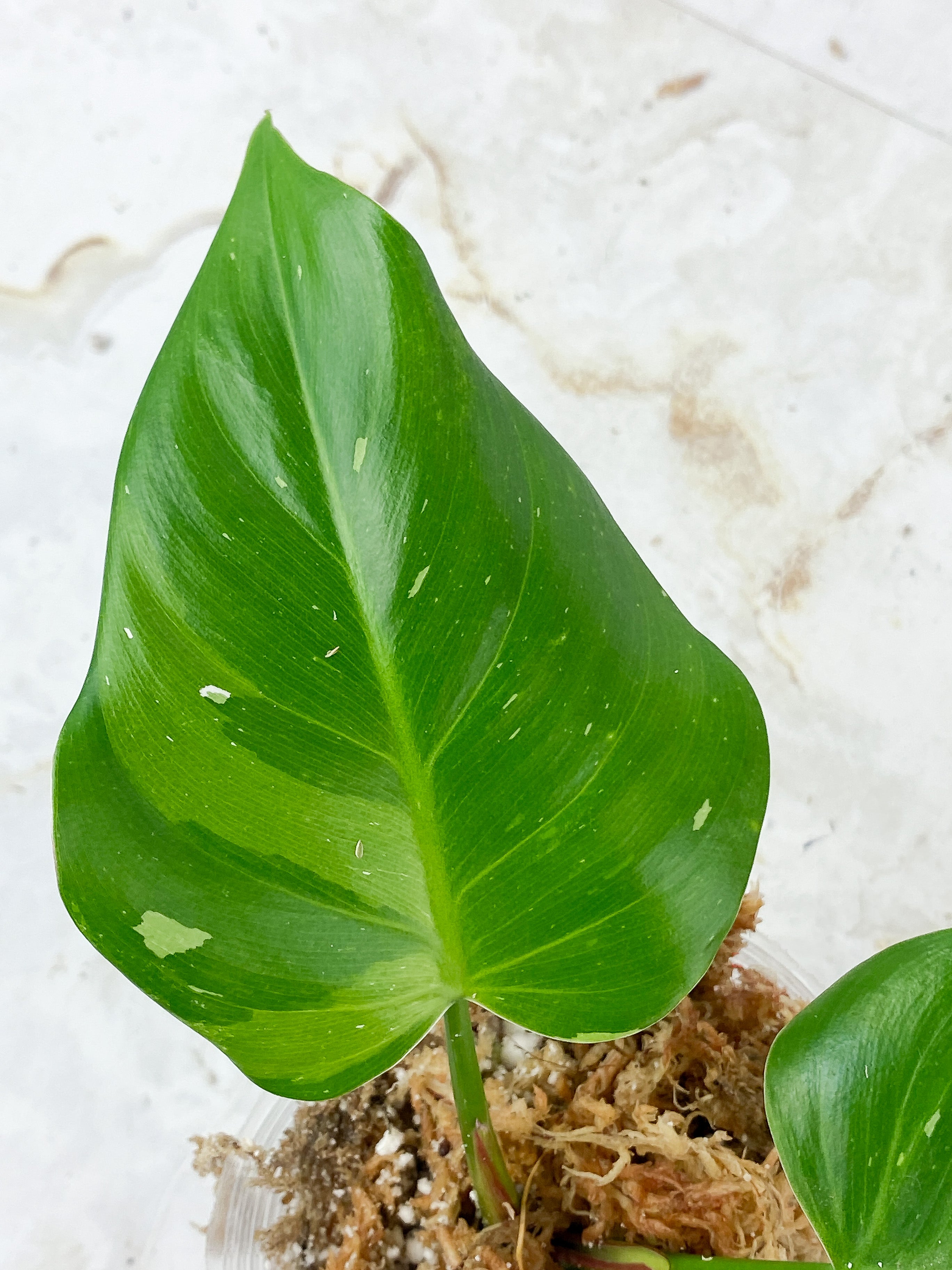 Philodendron White Princess Sport Rooting 2 leaves