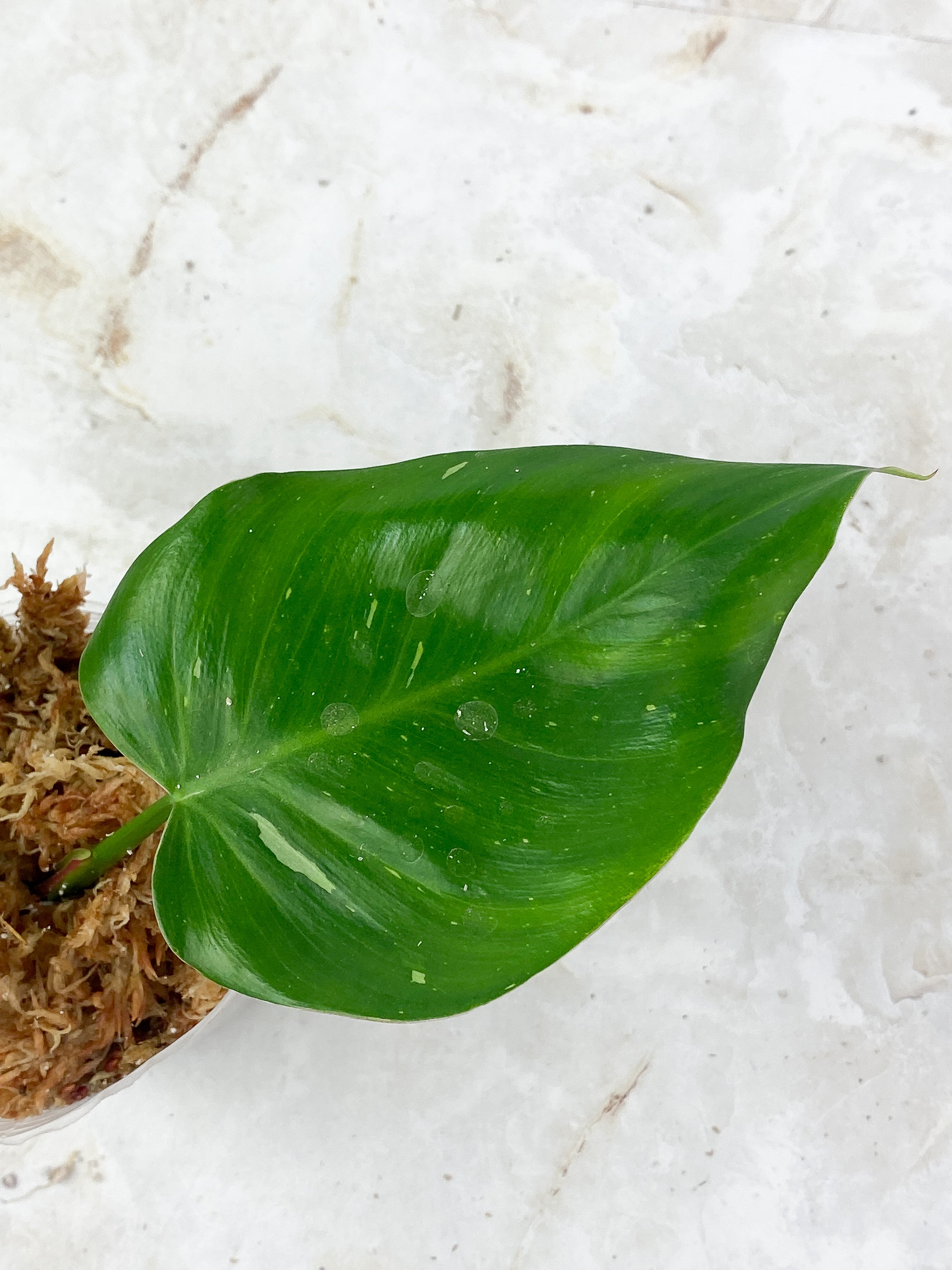 Philodendron White Princess Sport Rooting 2 leaves