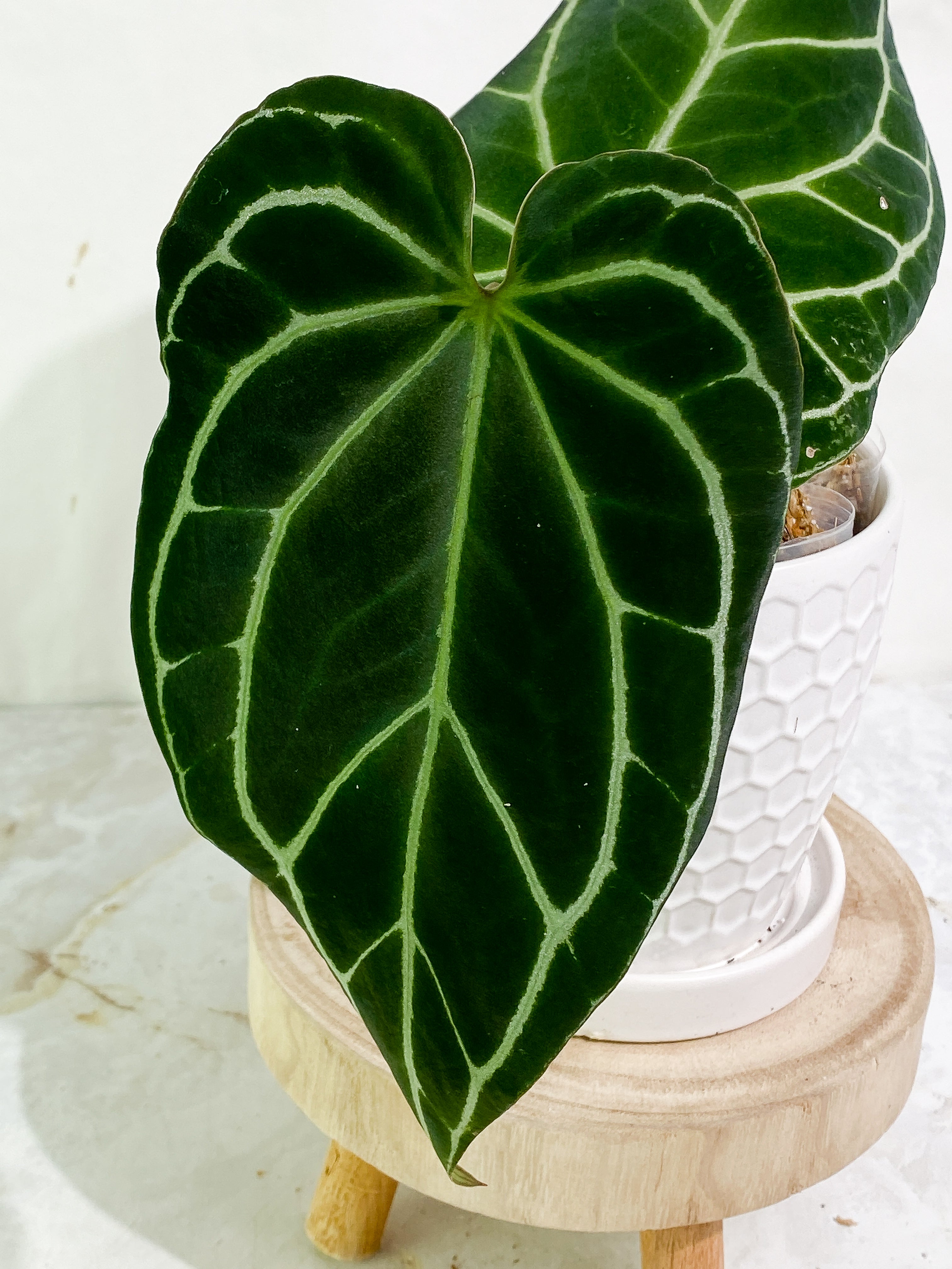 Anthurium Crystallinum Black Slightly Rooted 2 big leaves