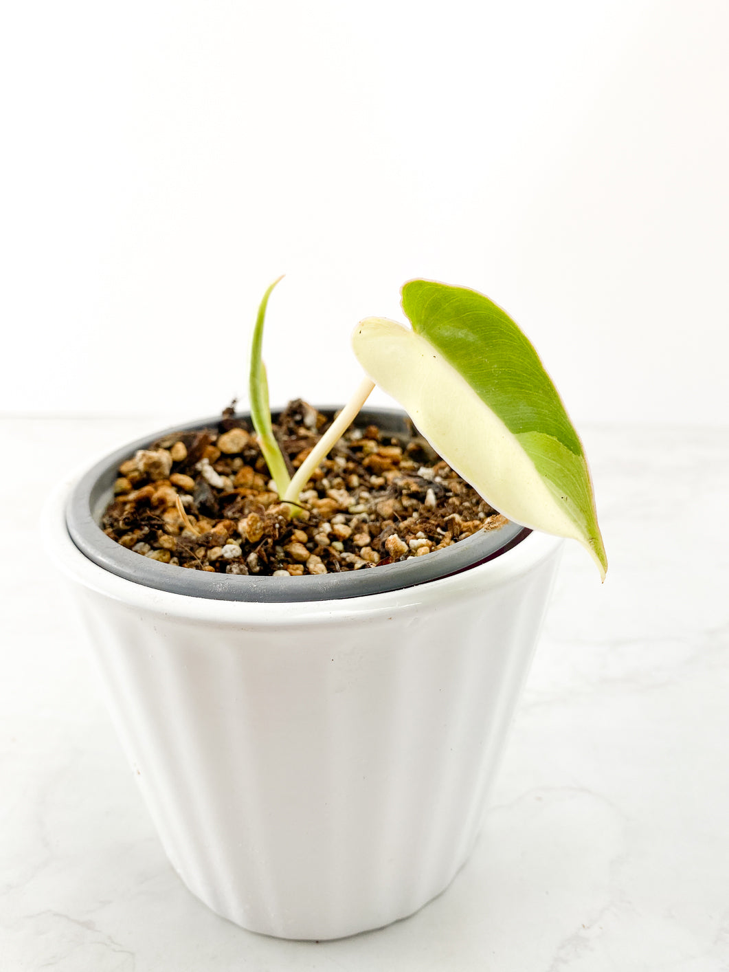 Philodendron Burle Marx variegated 1 leaf 1 sprout Rooted