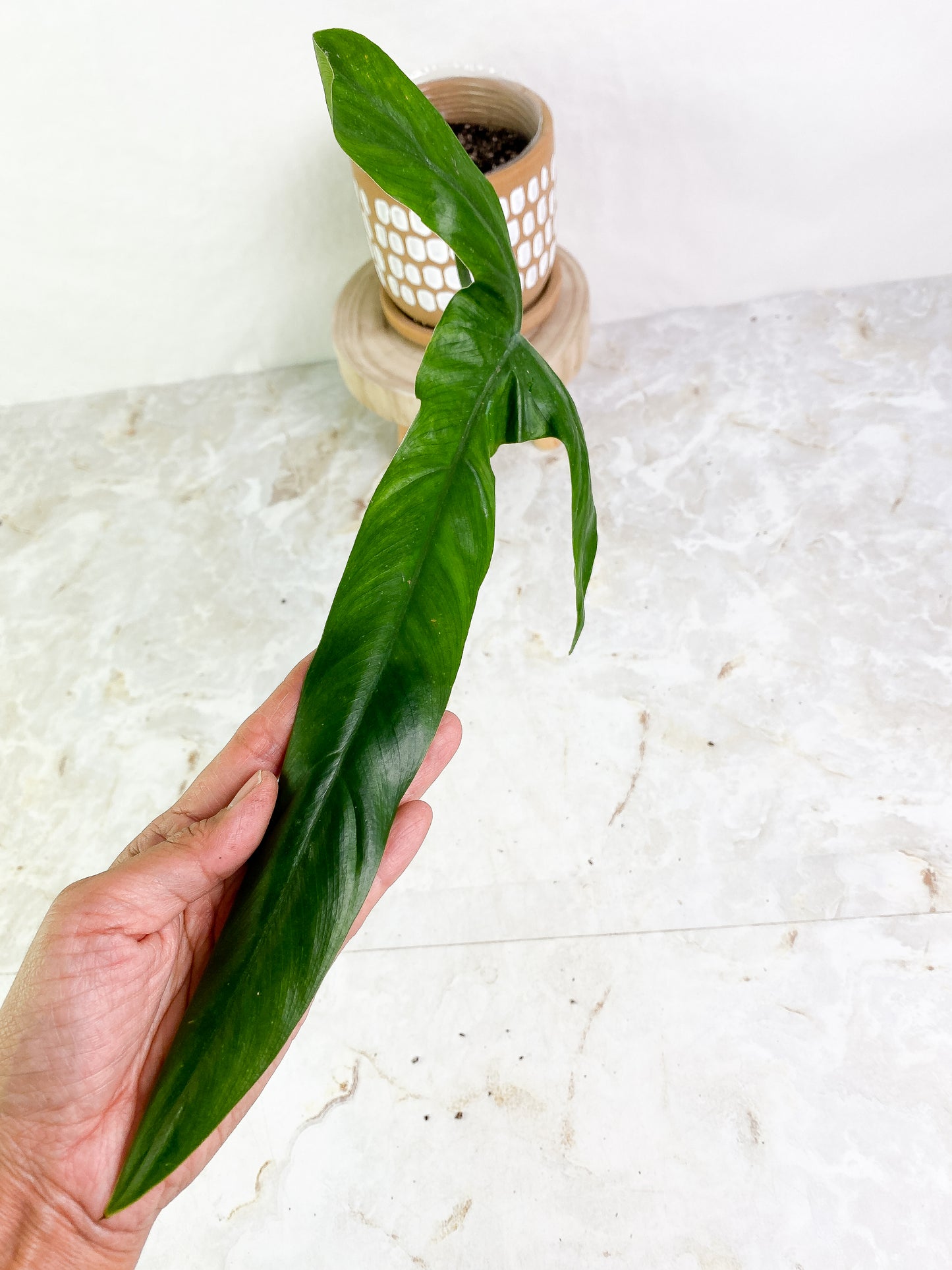 Philodendron holtonianum 1 big leaf rooted