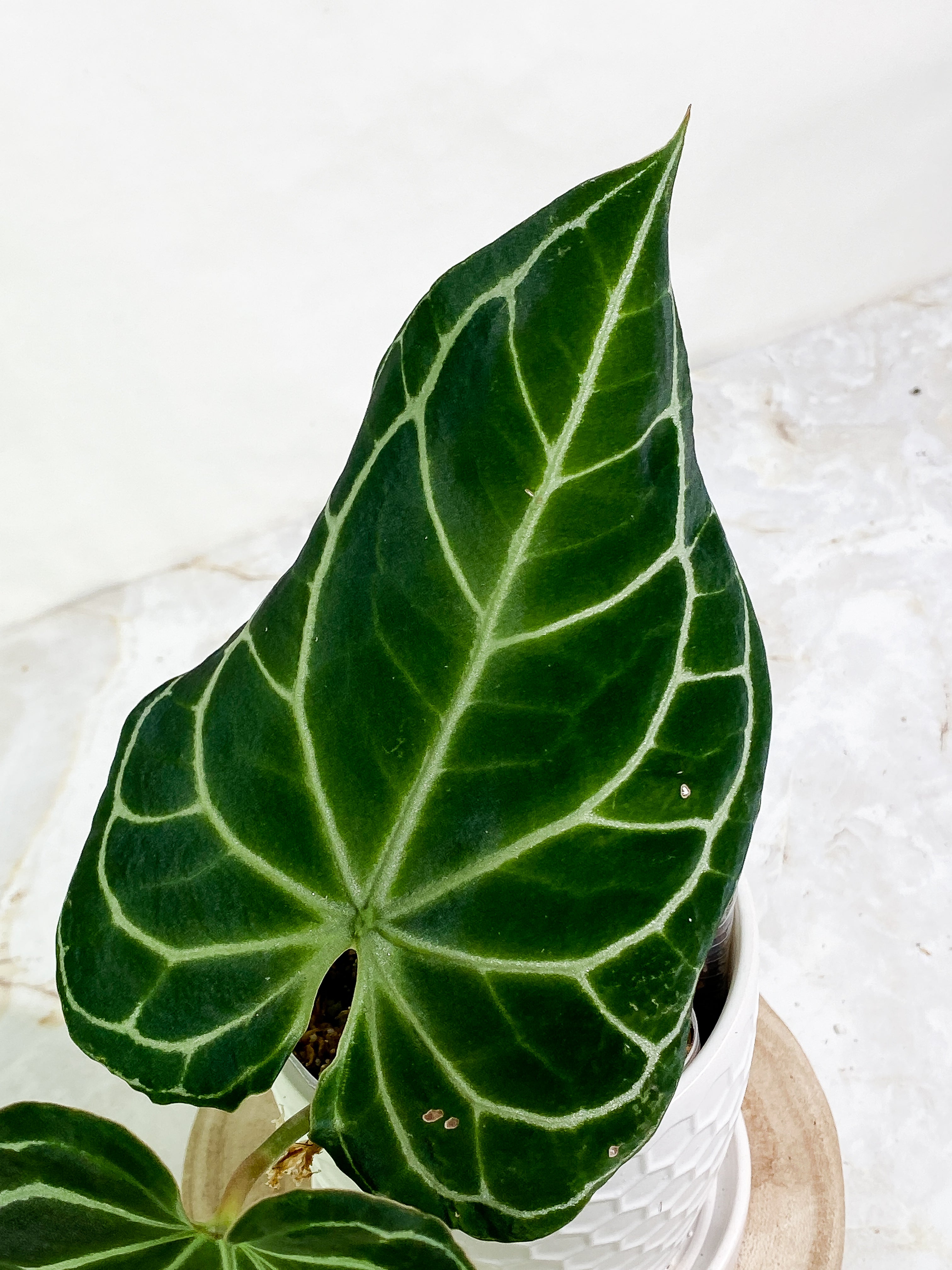 Anthurium Crystallinum Black Slightly Rooted 2 big leaves