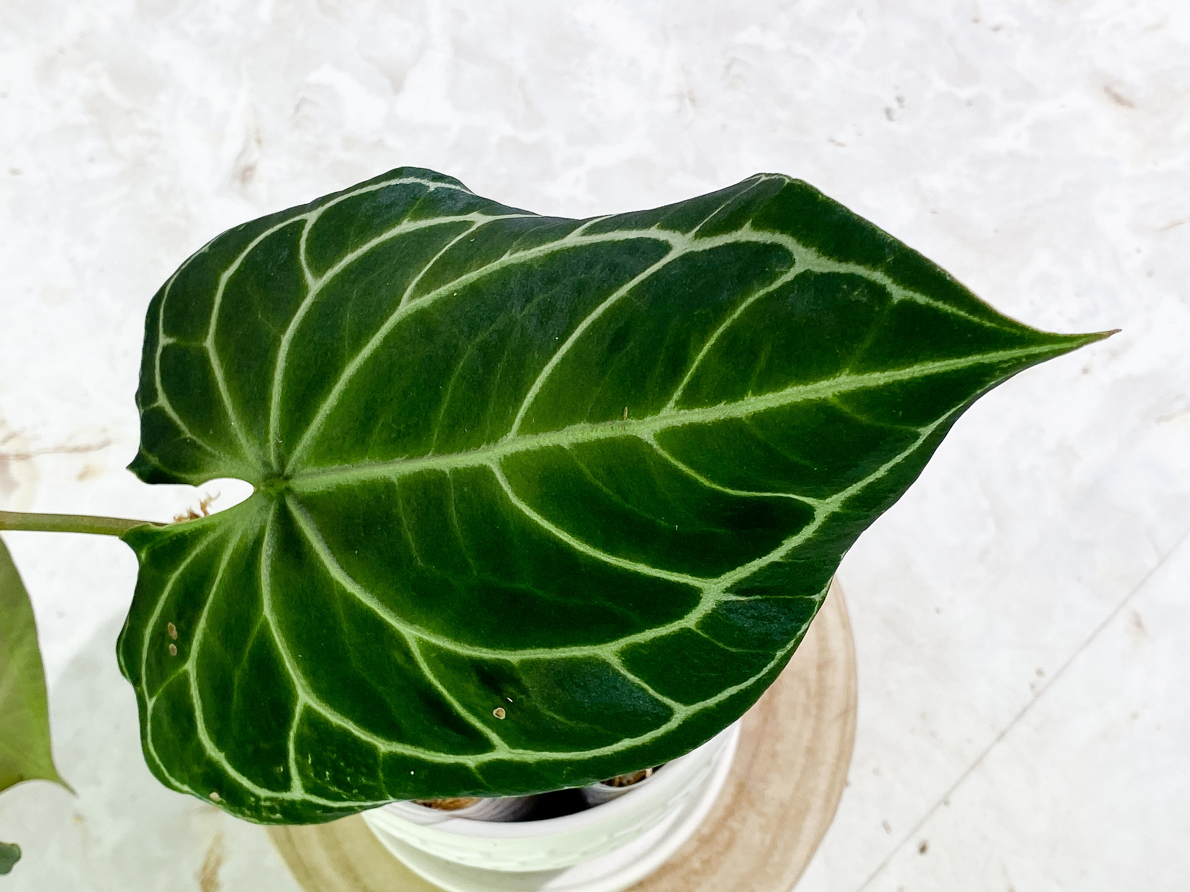 Anthurium Crystallinum Black Slightly Rooted 2 big leaves