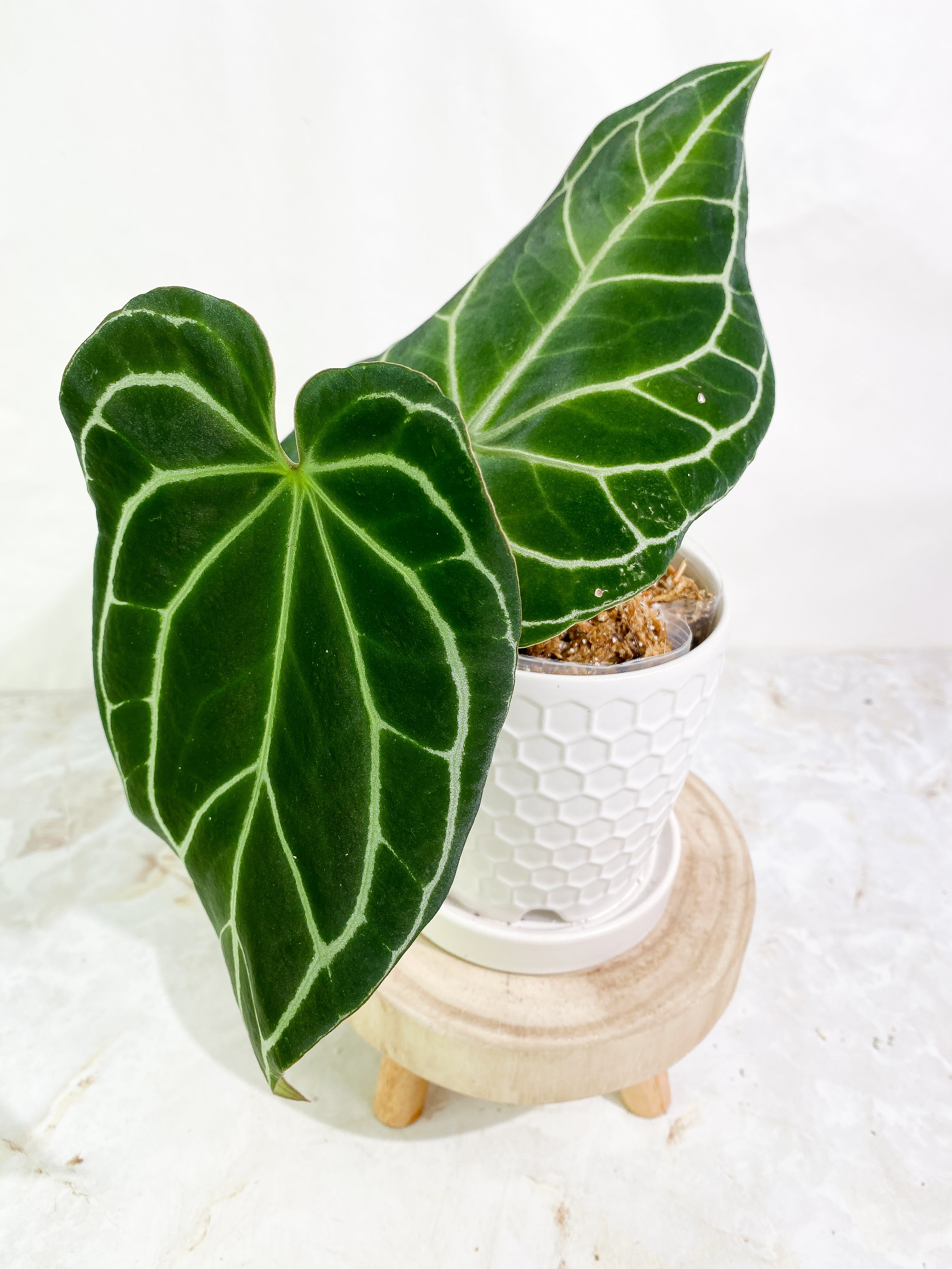 Anthurium crystallinum black Rooted node