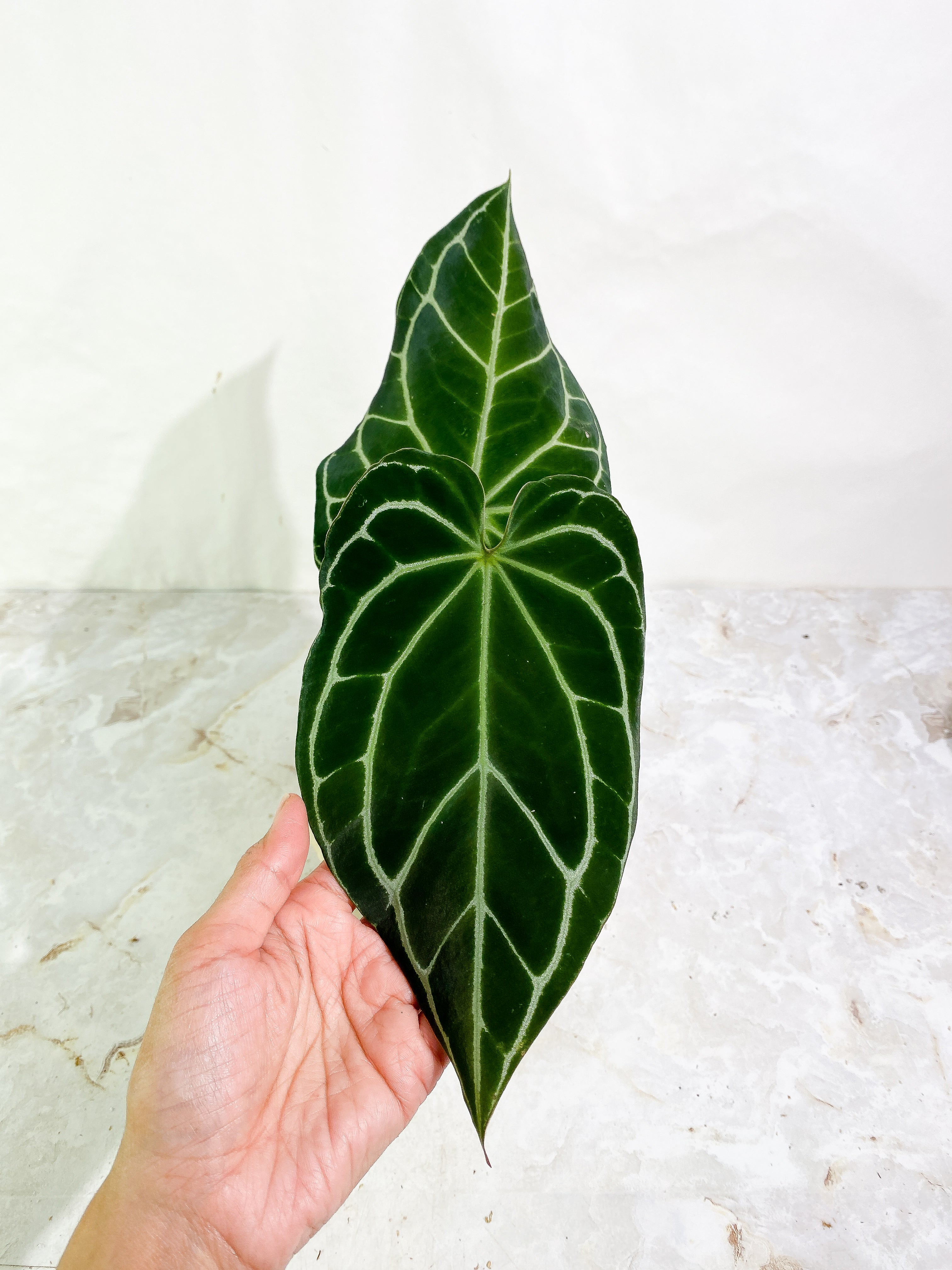 Anthurium Crystallinum Black Slightly Rooted 2 big leaves