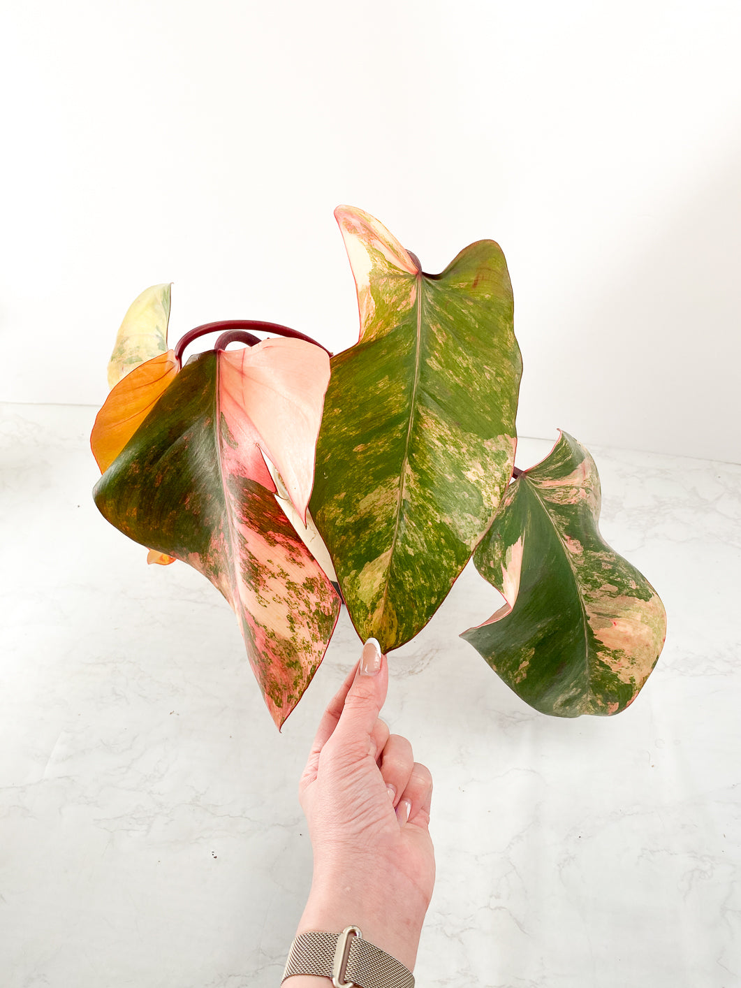 Philodendron Strawberry shake 4 leaves Rooted with a heat pack and express shipping upgrade and live plant gurantee