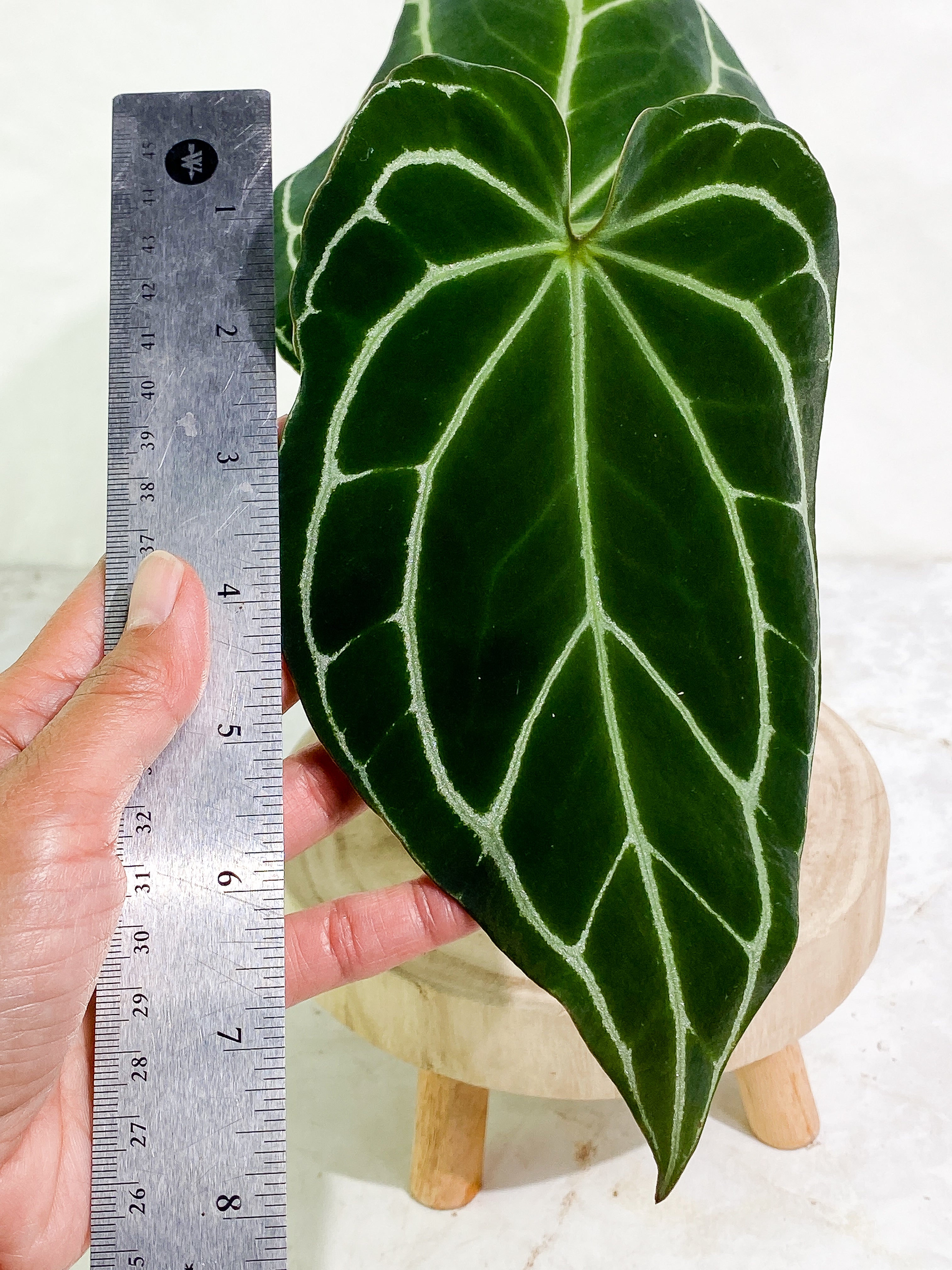 Anthurium Crystallinum Black Slightly Rooted 2 big leaves