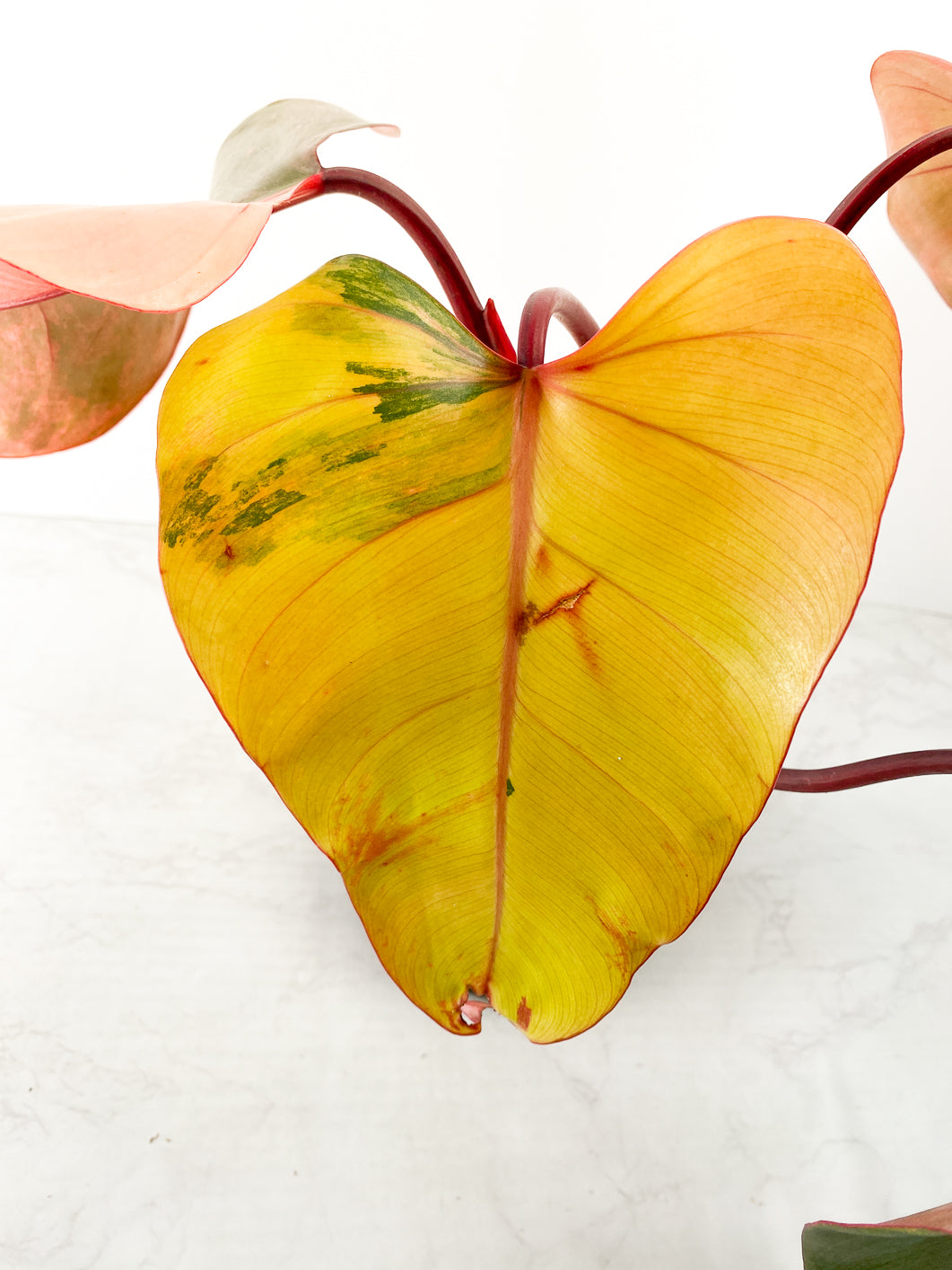 Philodendron Strawberry shake 4 leaves Rooted with a heat pack and express shipping upgrade and live plant gurantee