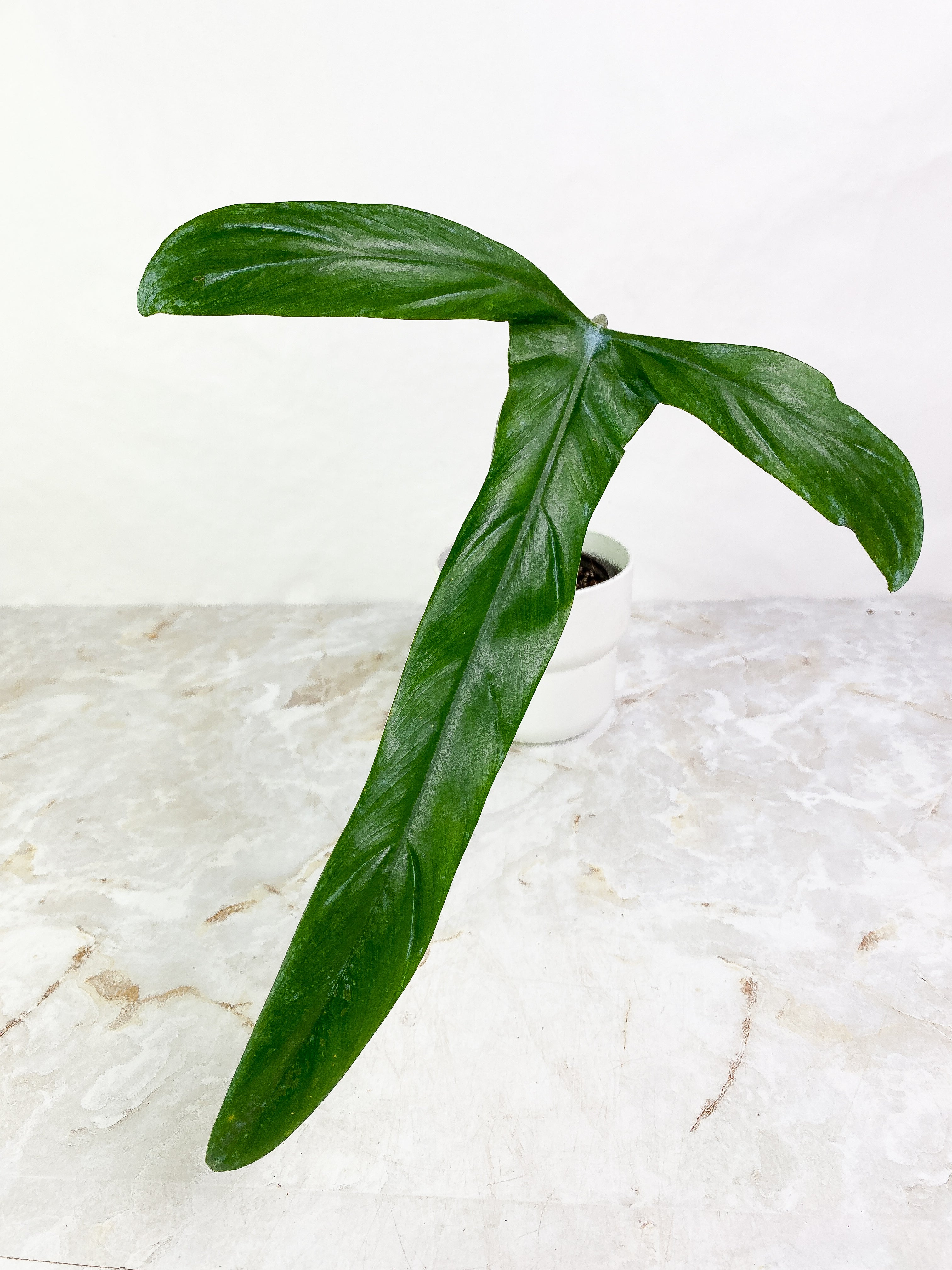 Philodendron holtonianum 1 big leaf slightly rooted