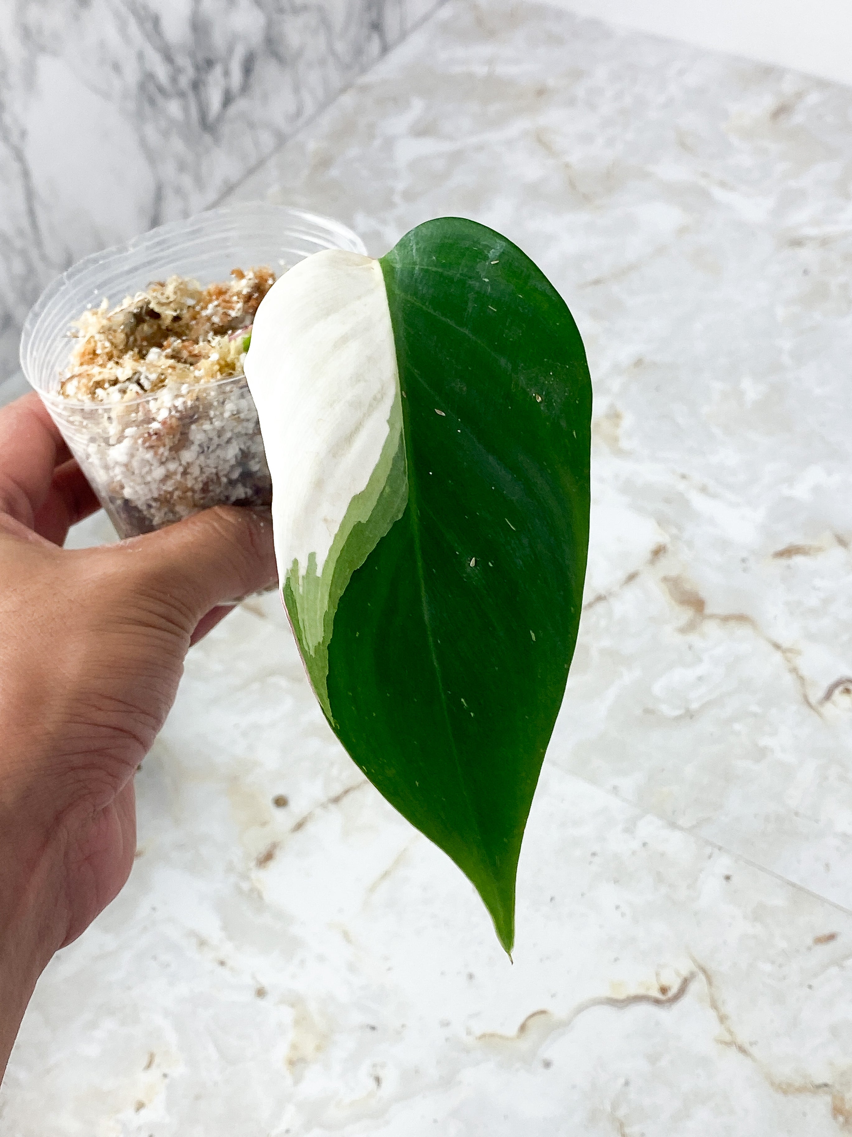 Philodendron White Princess Rooting cutting