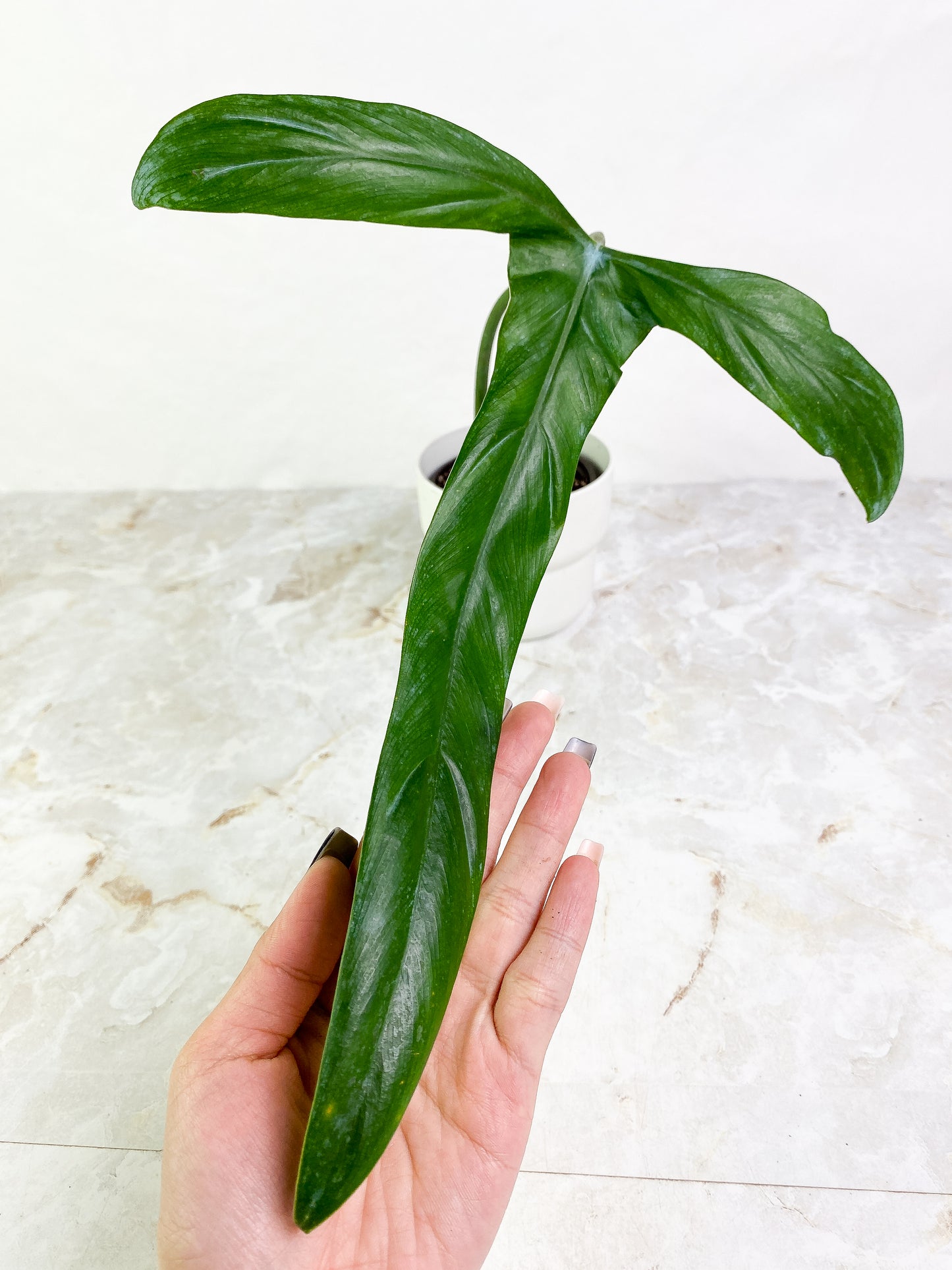 Philodendron holtonianum 1 big leaf slightly rooted