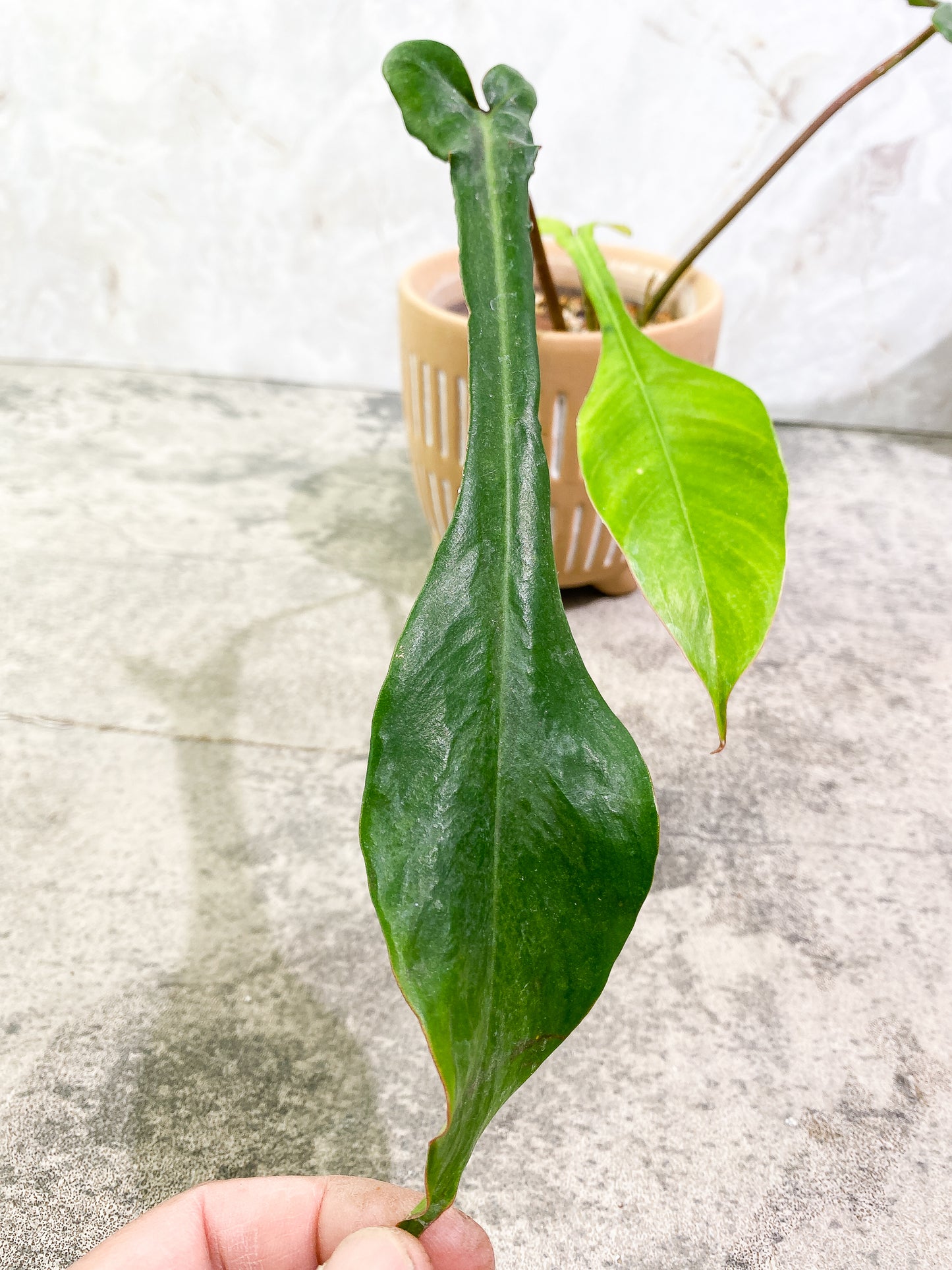 Philodendron Joepii 3 leaves fully rooted