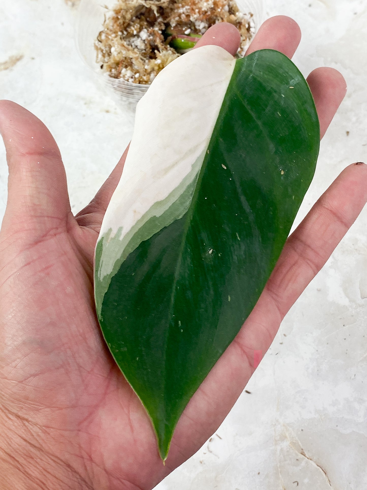 Philodendron White Princess Rooting cutting