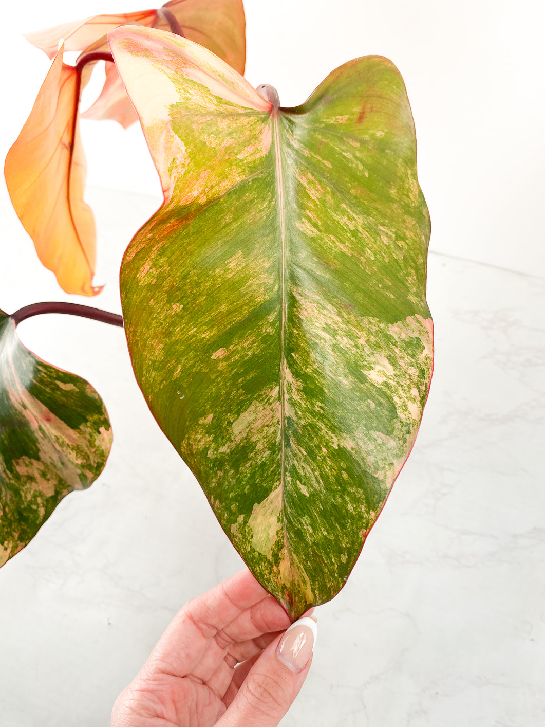 Philodendron Strawberry shake 4 leaves Rooted with a heat pack and express shipping upgrade and live plant gurantee