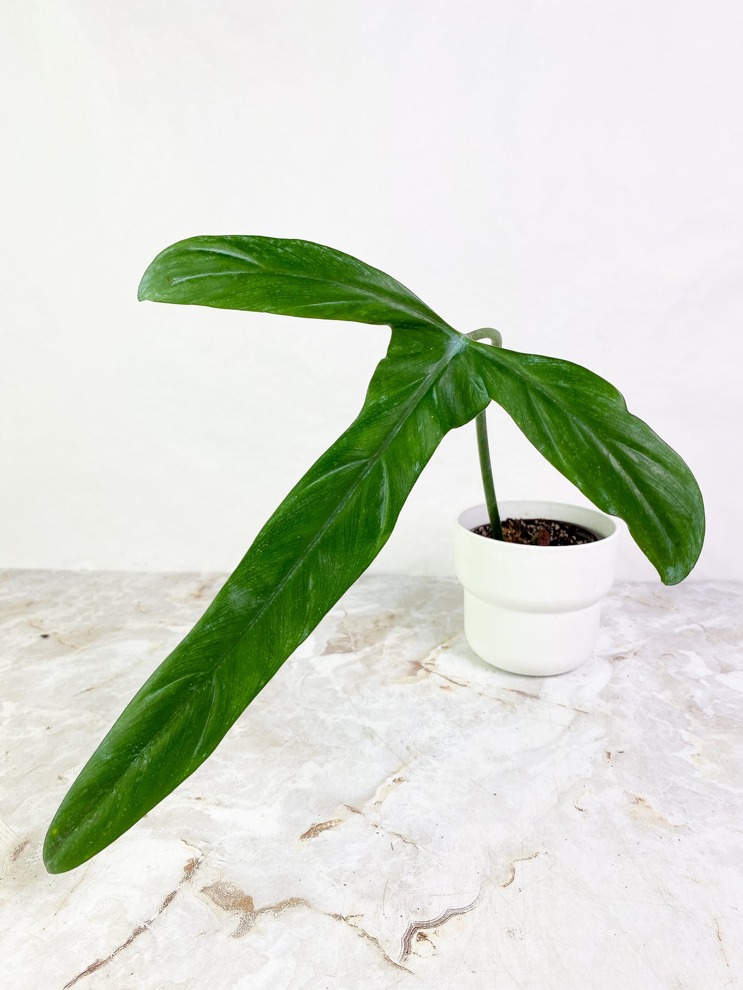 Philodendron holtonianum 1 big leaf slightly rooted
