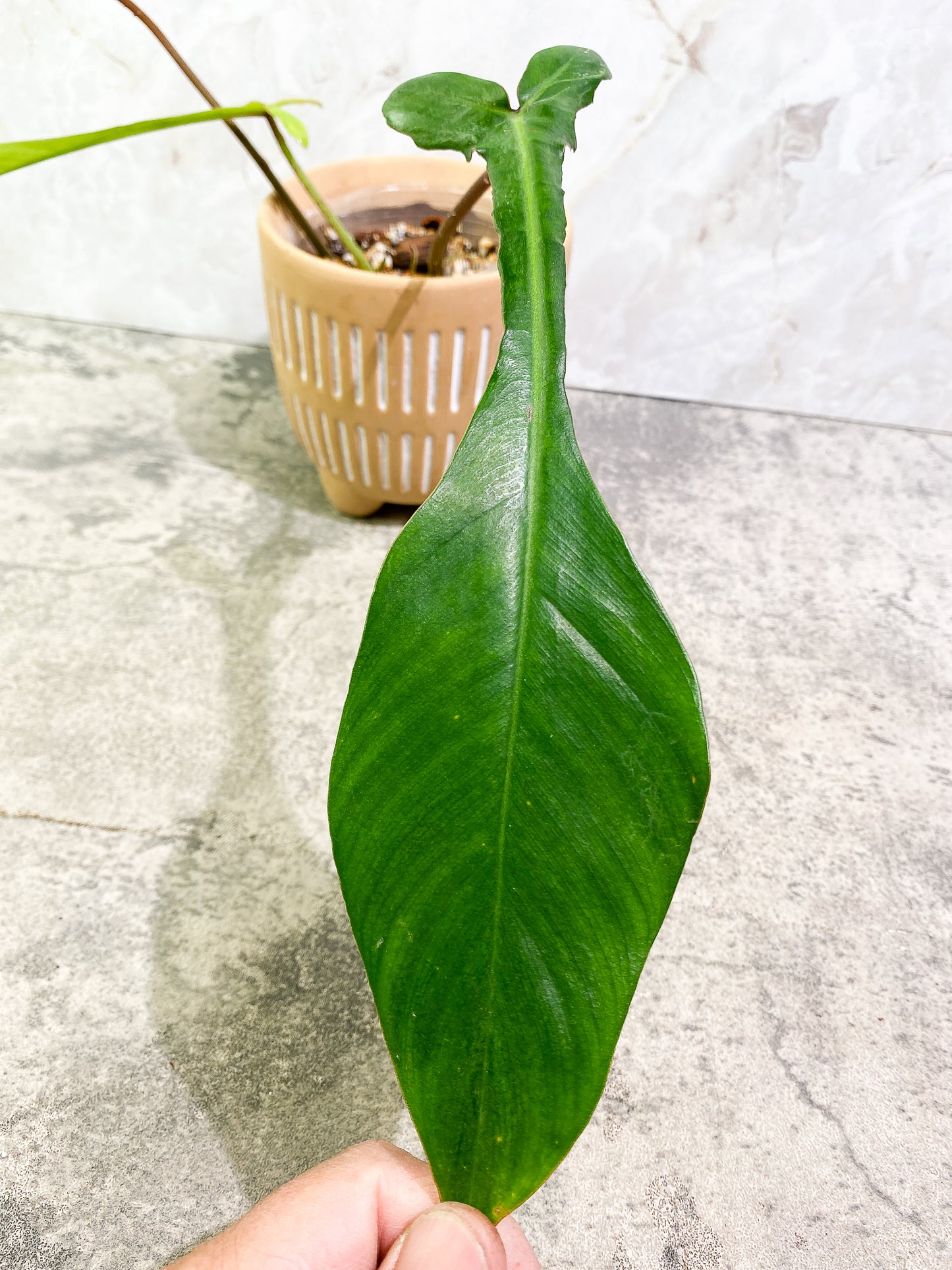 Philodendron Joepii 3 leaves fully rooted