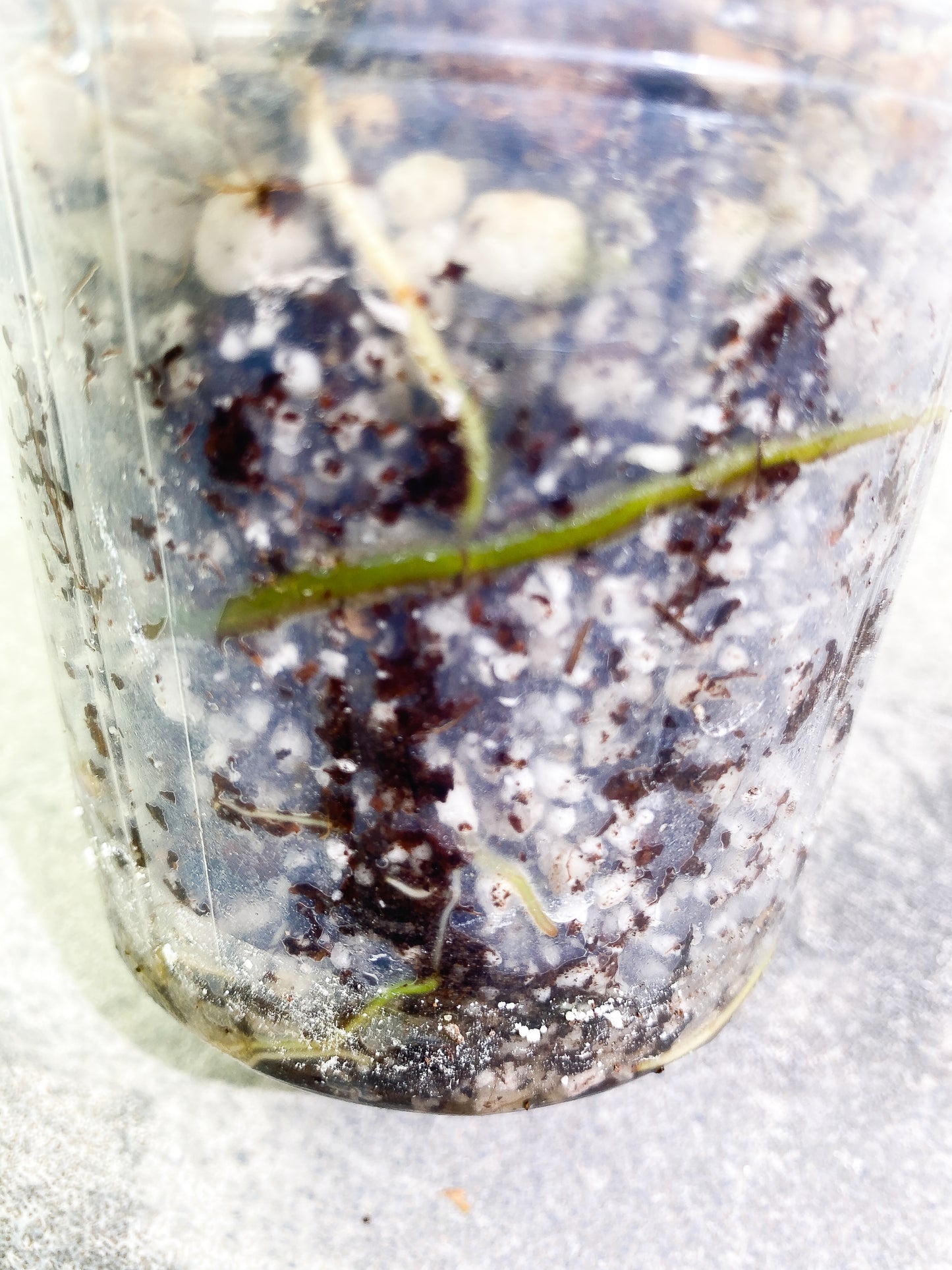 Philodendron Joepii 3 leaves fully rooted
