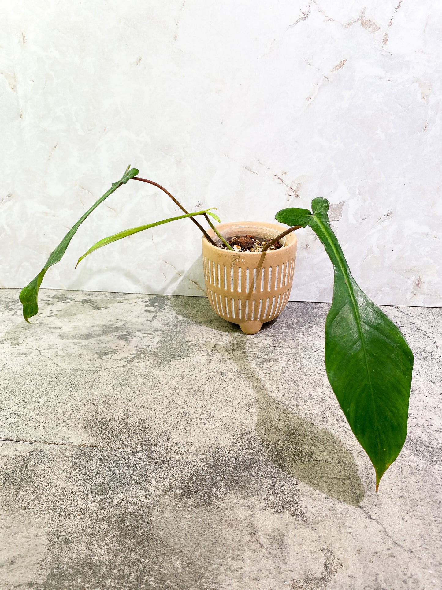 Philodendron Joepii 3 leaves fully rooted
