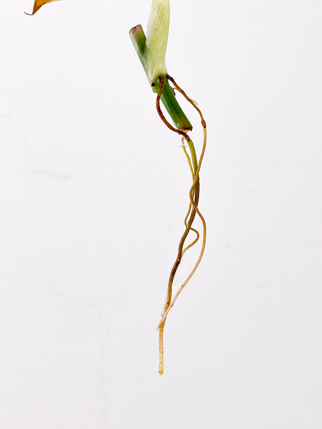 Philodendron Melanochrysum Variegated 1 leaf