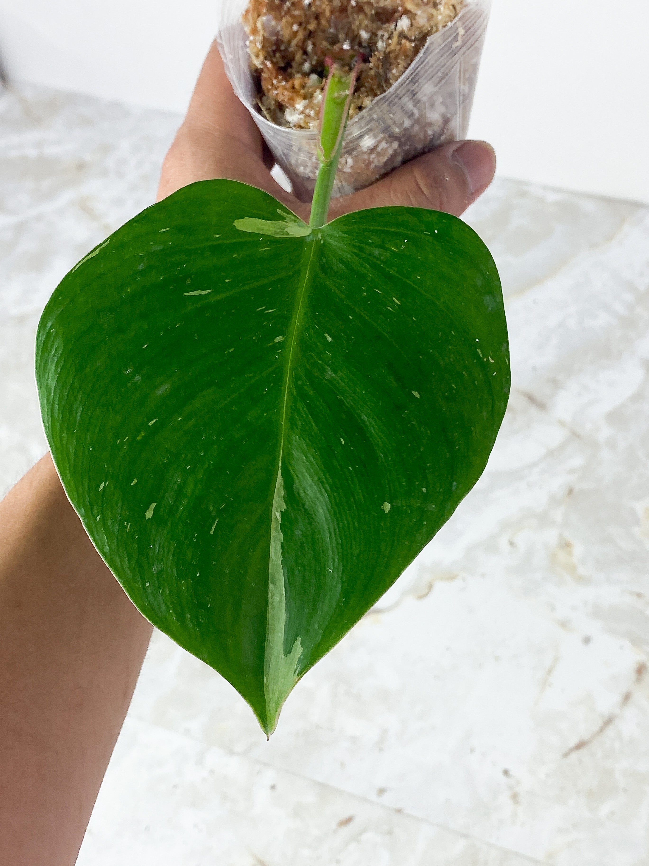 Philodendron White Princess Slightly Rooted cutting