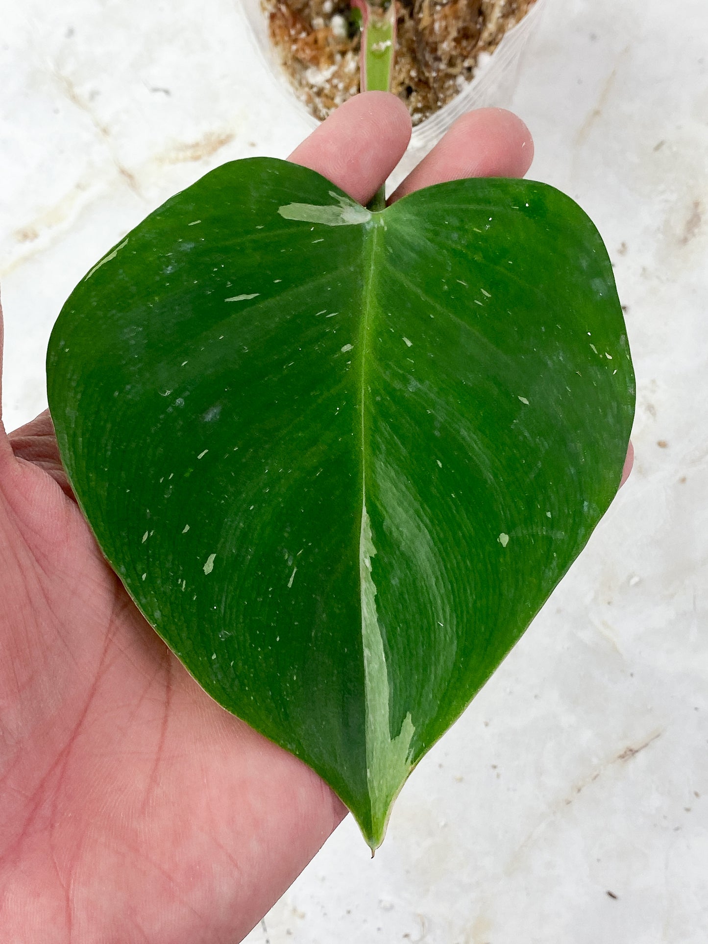Philodendron White Princess Slightly Rooted cutting