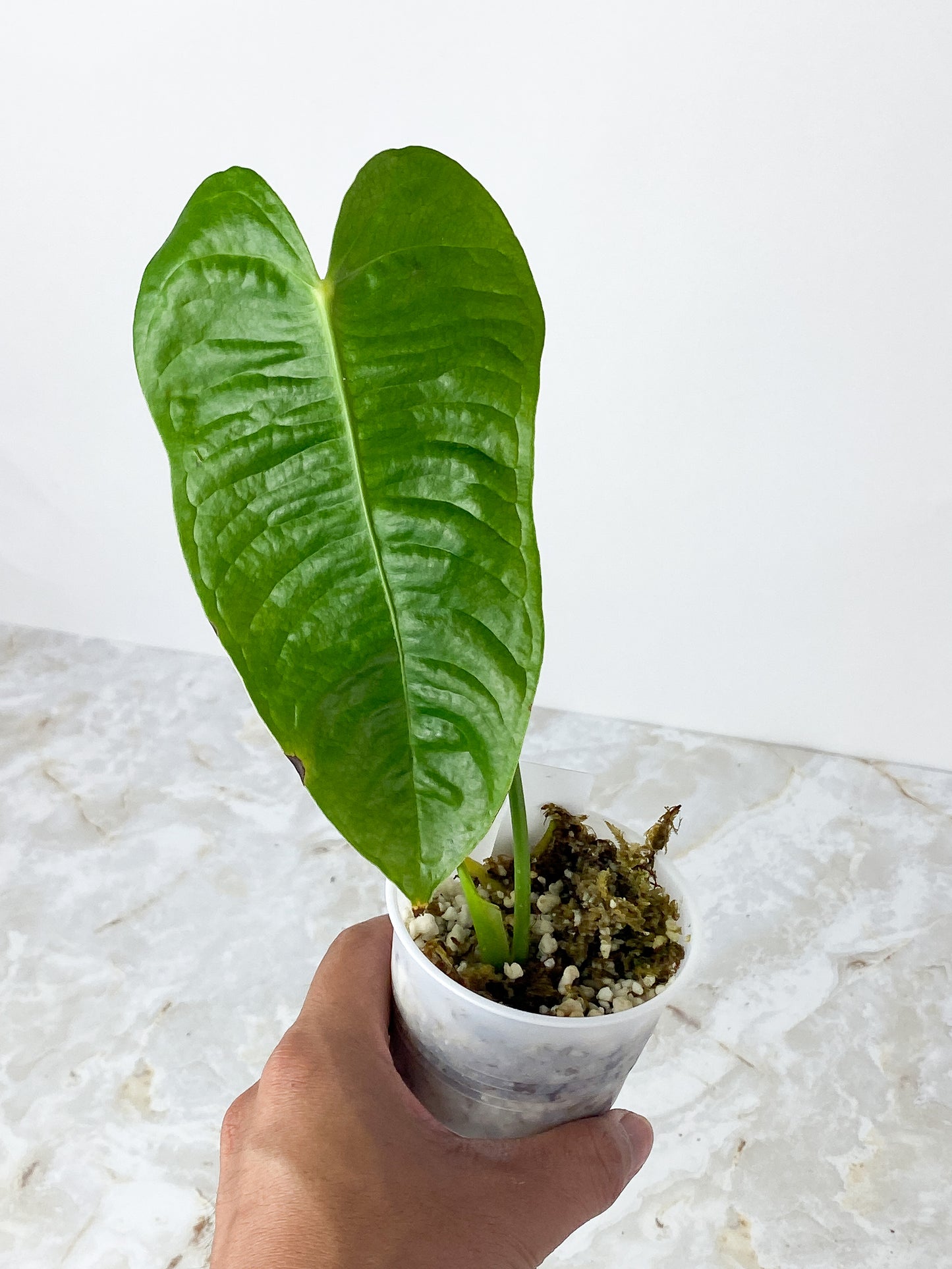 Veitchii King Anthurium Slightly Rooted. 1 leaf,1  sprout