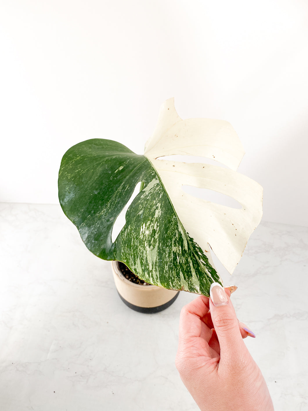 Monstera Albo White Tiger 1 leaf Rooting
