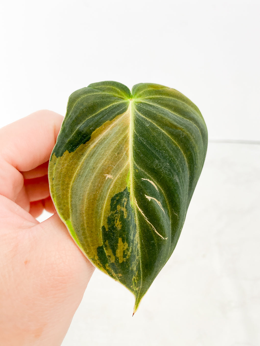 Philodendron Melanochrysum Variegated 1 leaf