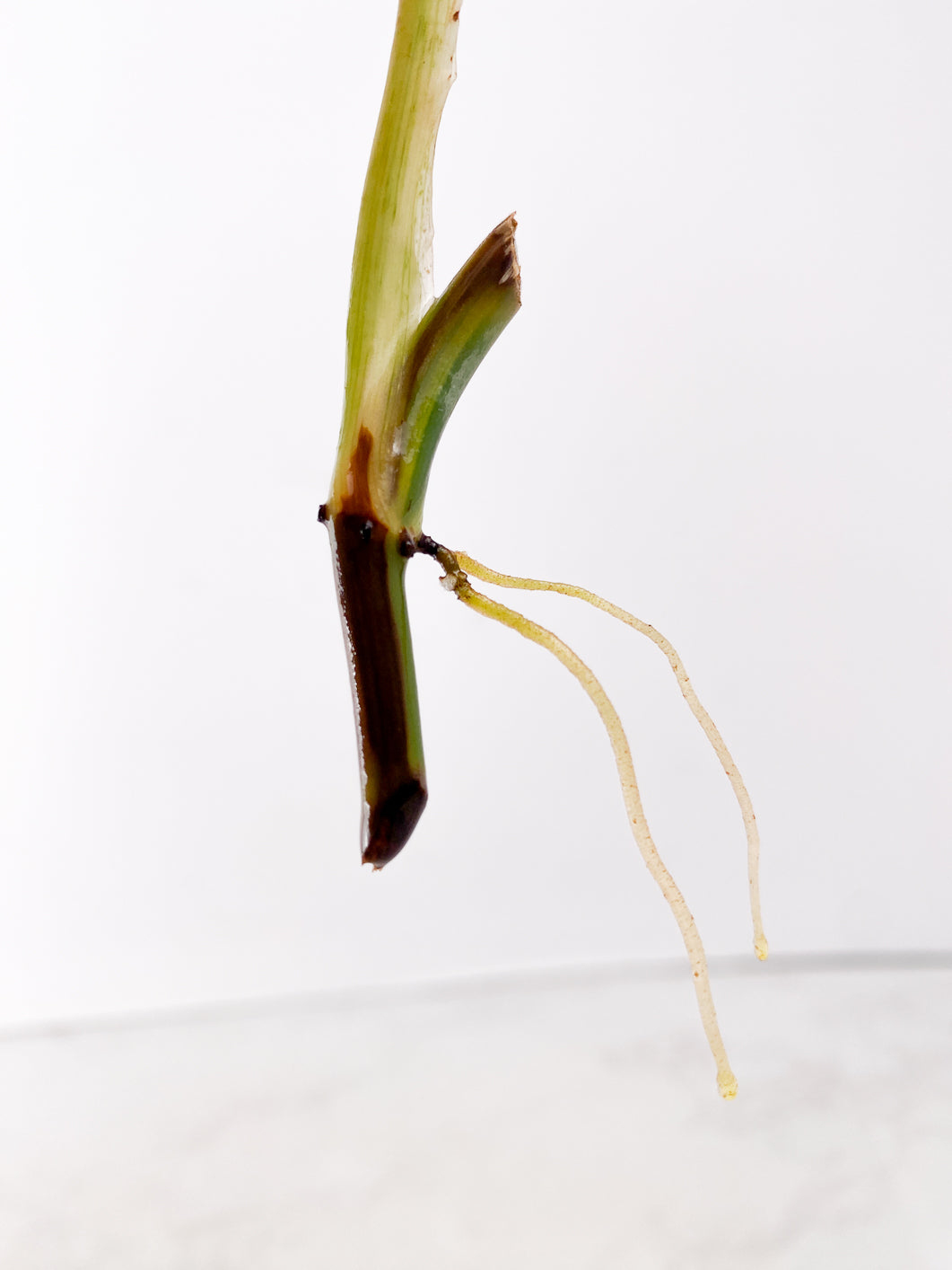 Philodendron Melanochrysum Variegated 1 leaf