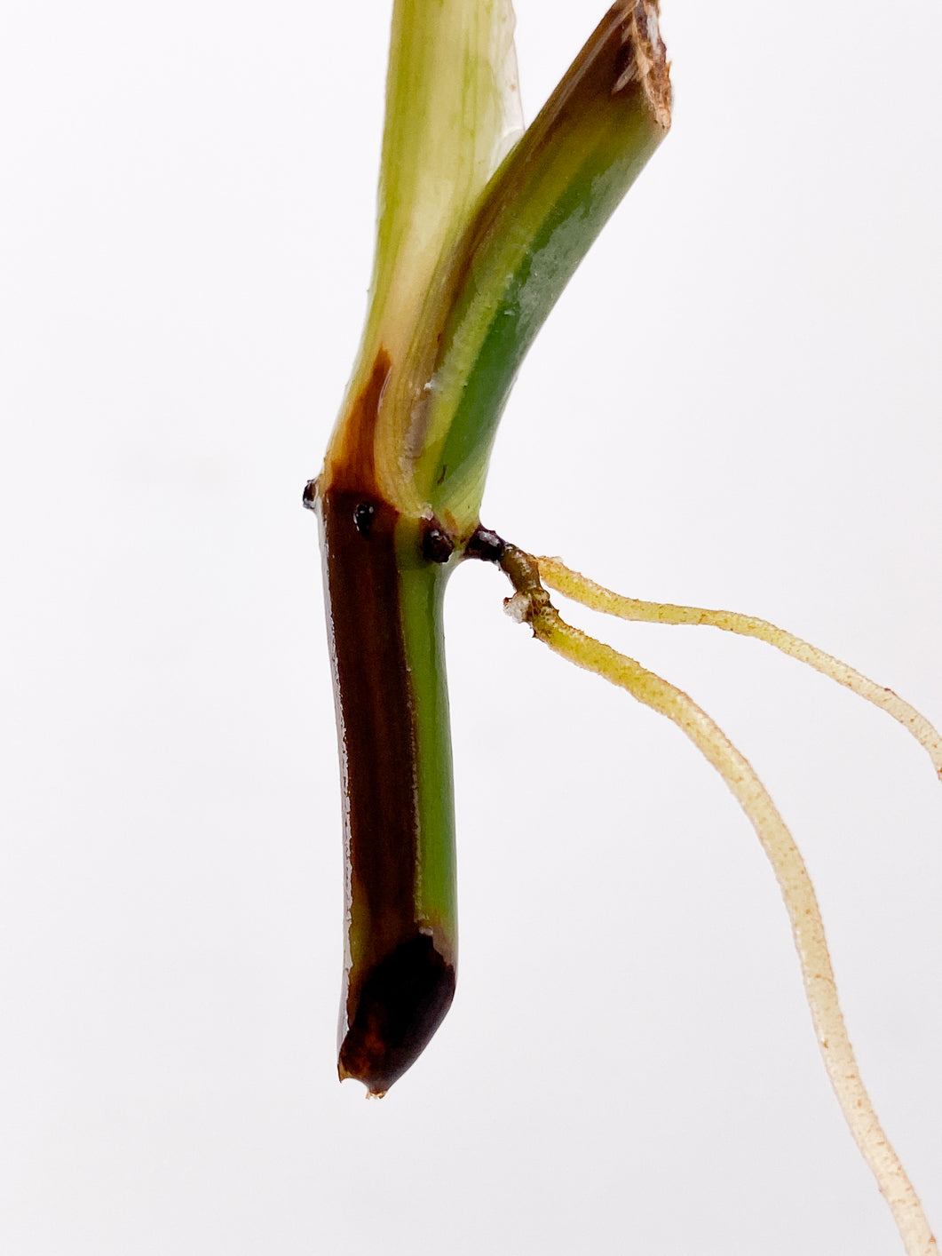 Philodendron Melanochrysum Variegated 1 leaf