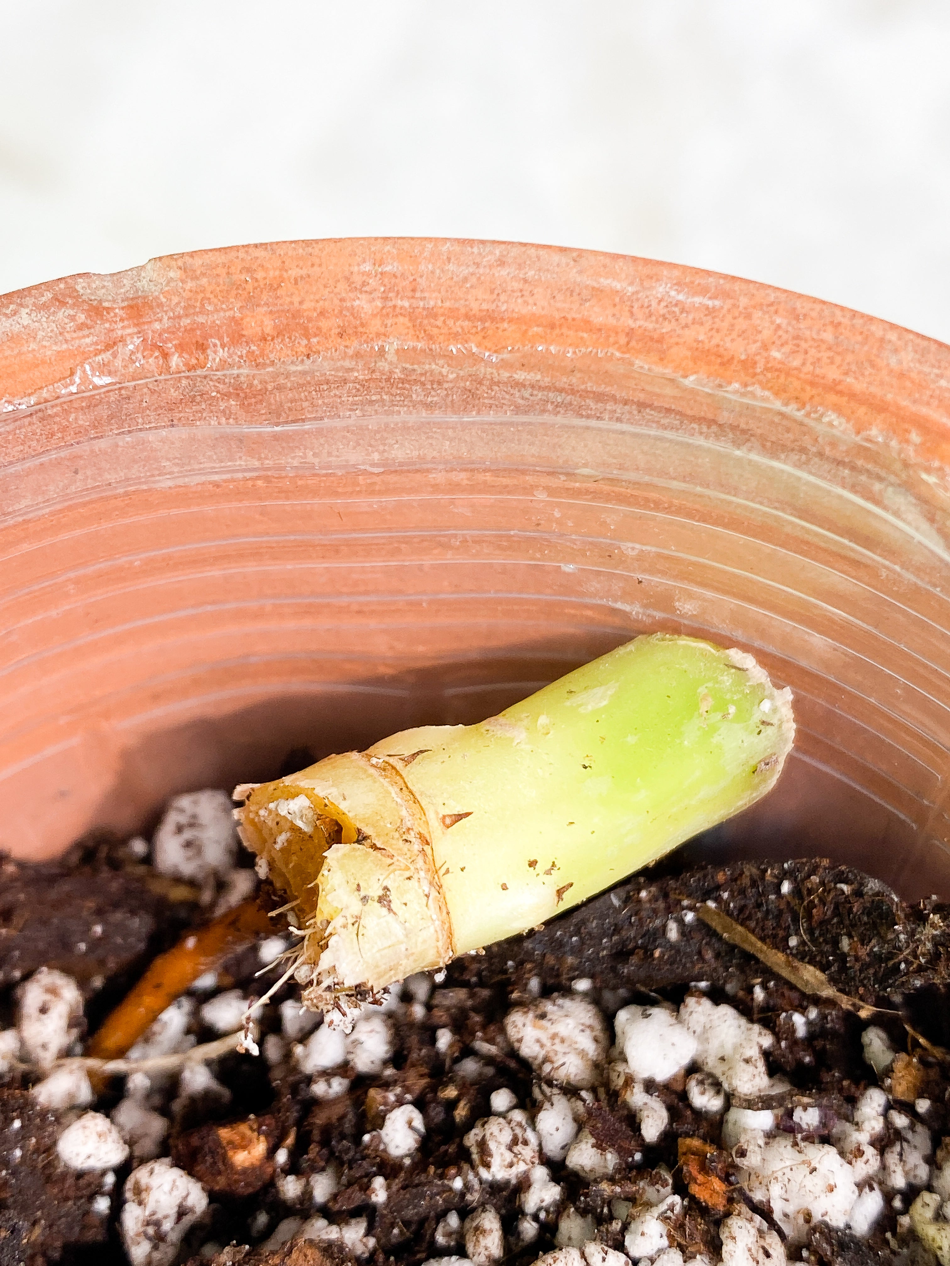 Philodendron Snowdrifts Rooting node