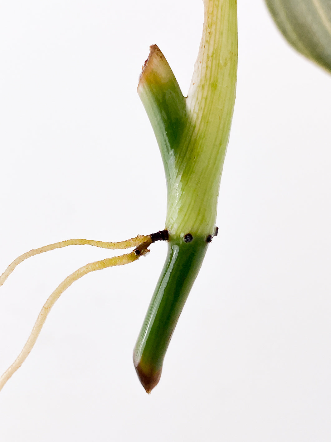 Philodendron Melanochrysum Variegated 1 leaf