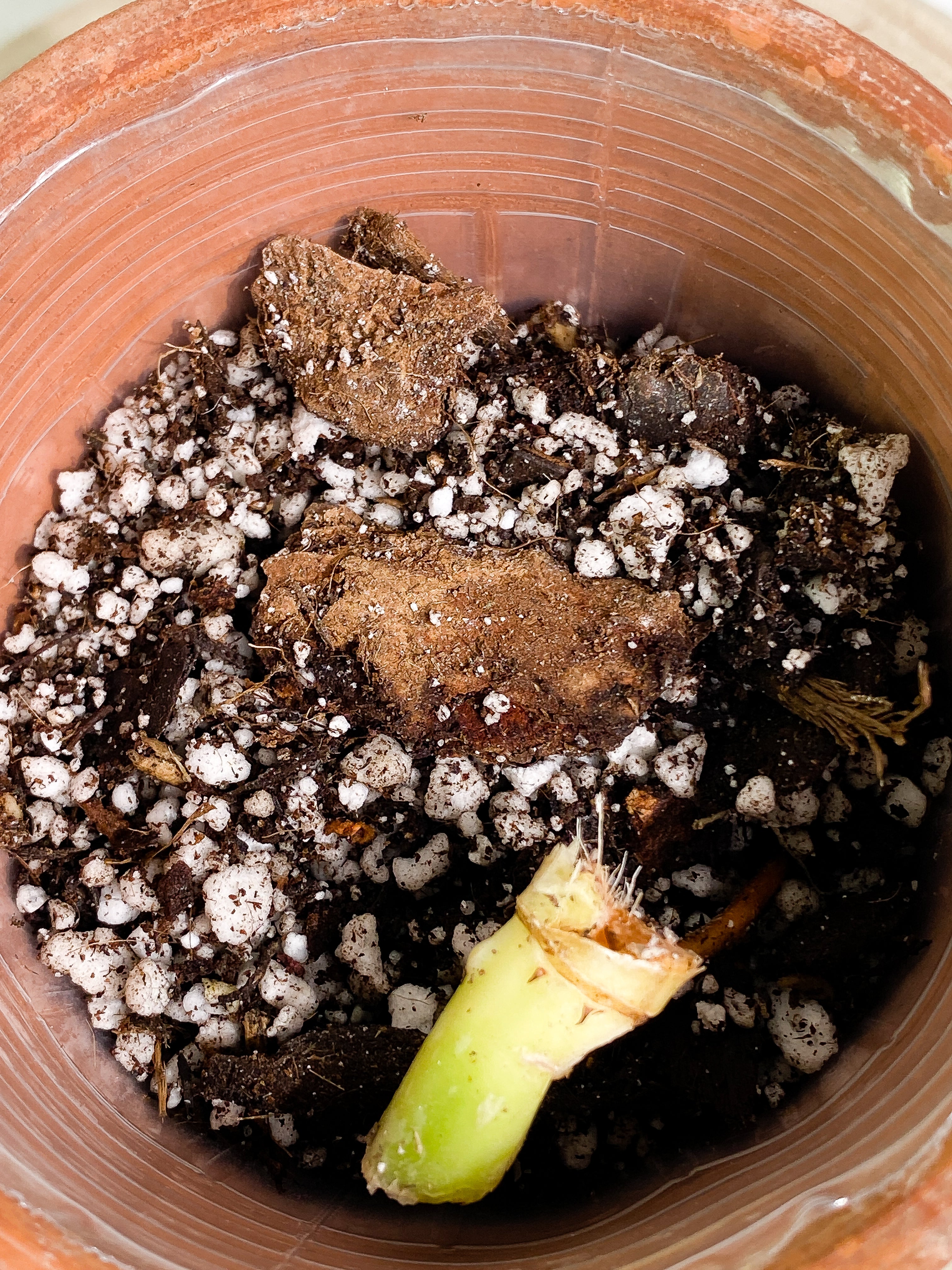 Philodendron Snowdrifts Rooting node