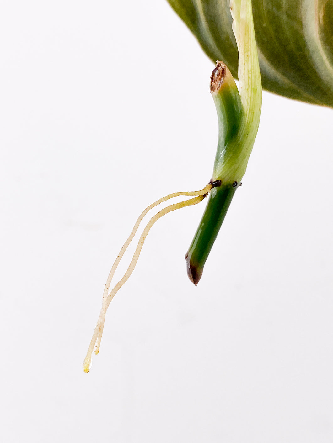 Philodendron Melanochrysum Variegated 1 leaf