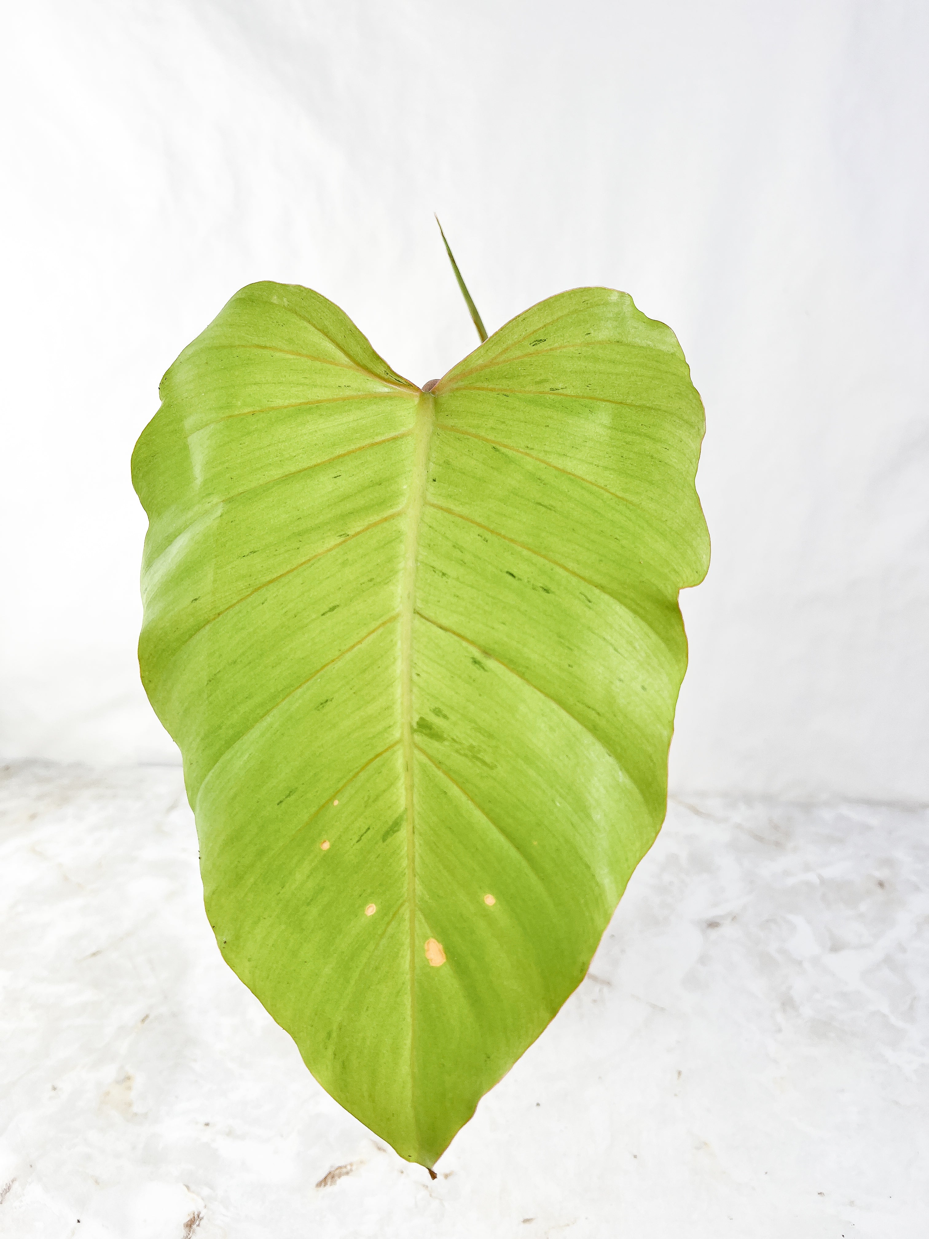 Philodendron Snowdrift Rooting Top Cutting 1 sprout 1 sprout