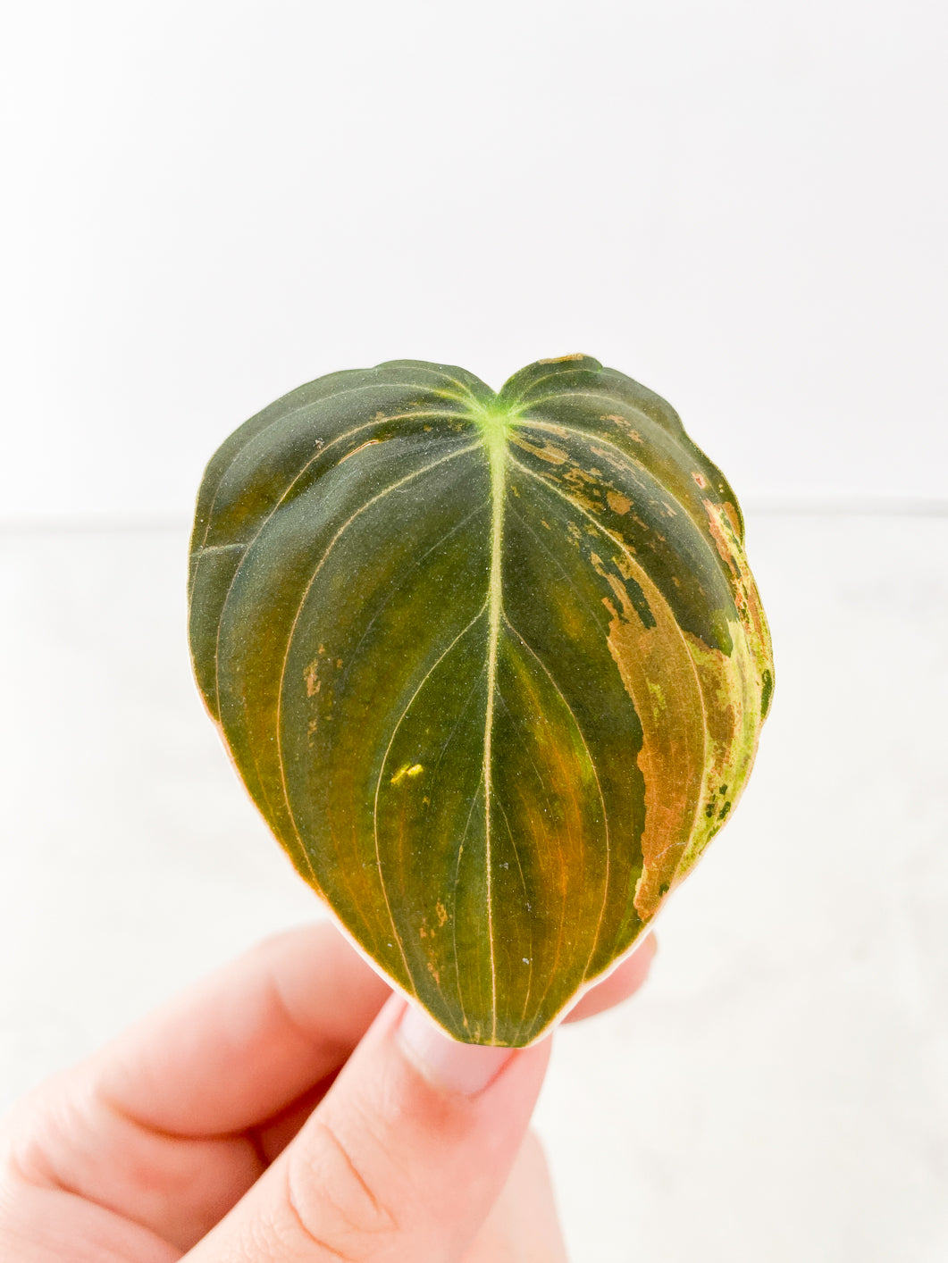 Philodendron Melanochrysum Variegated 1 leaf