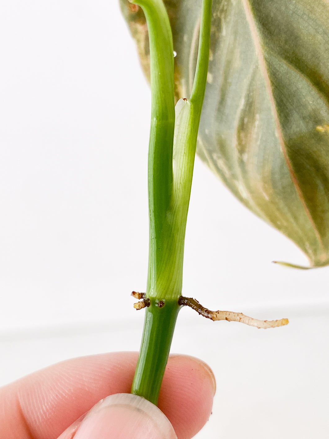 Philodendron Melanochrysum Variegated 1 leaf