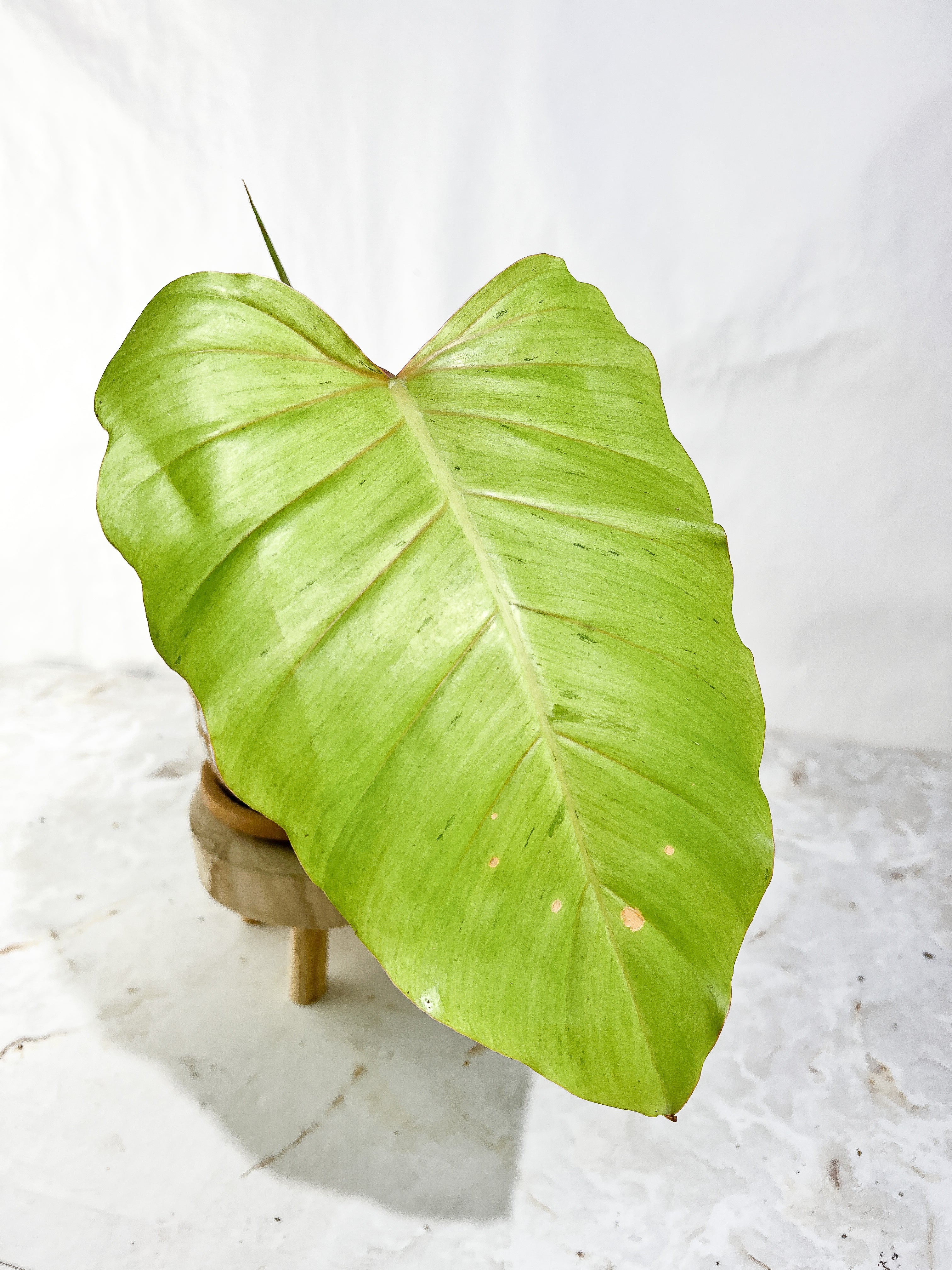 Philodendron Snowdrift Rooting Top Cutting 1 sprout 1 sprout