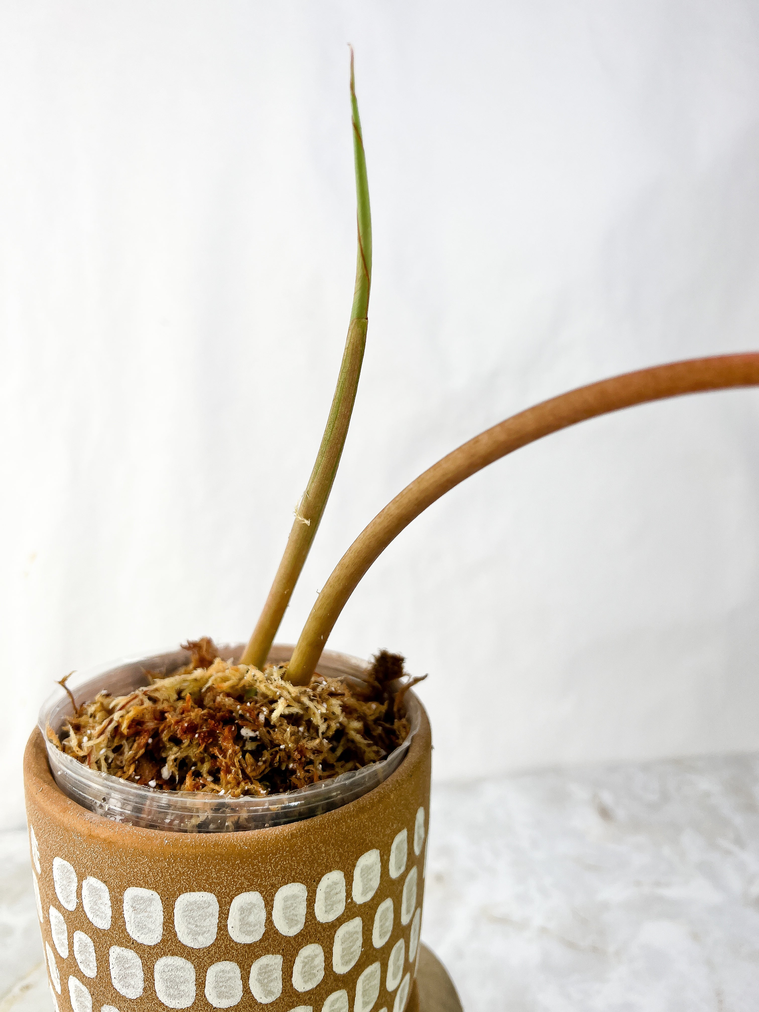 Philodendron Snowdrift Rooting Top Cutting 1 sprout 1 sprout