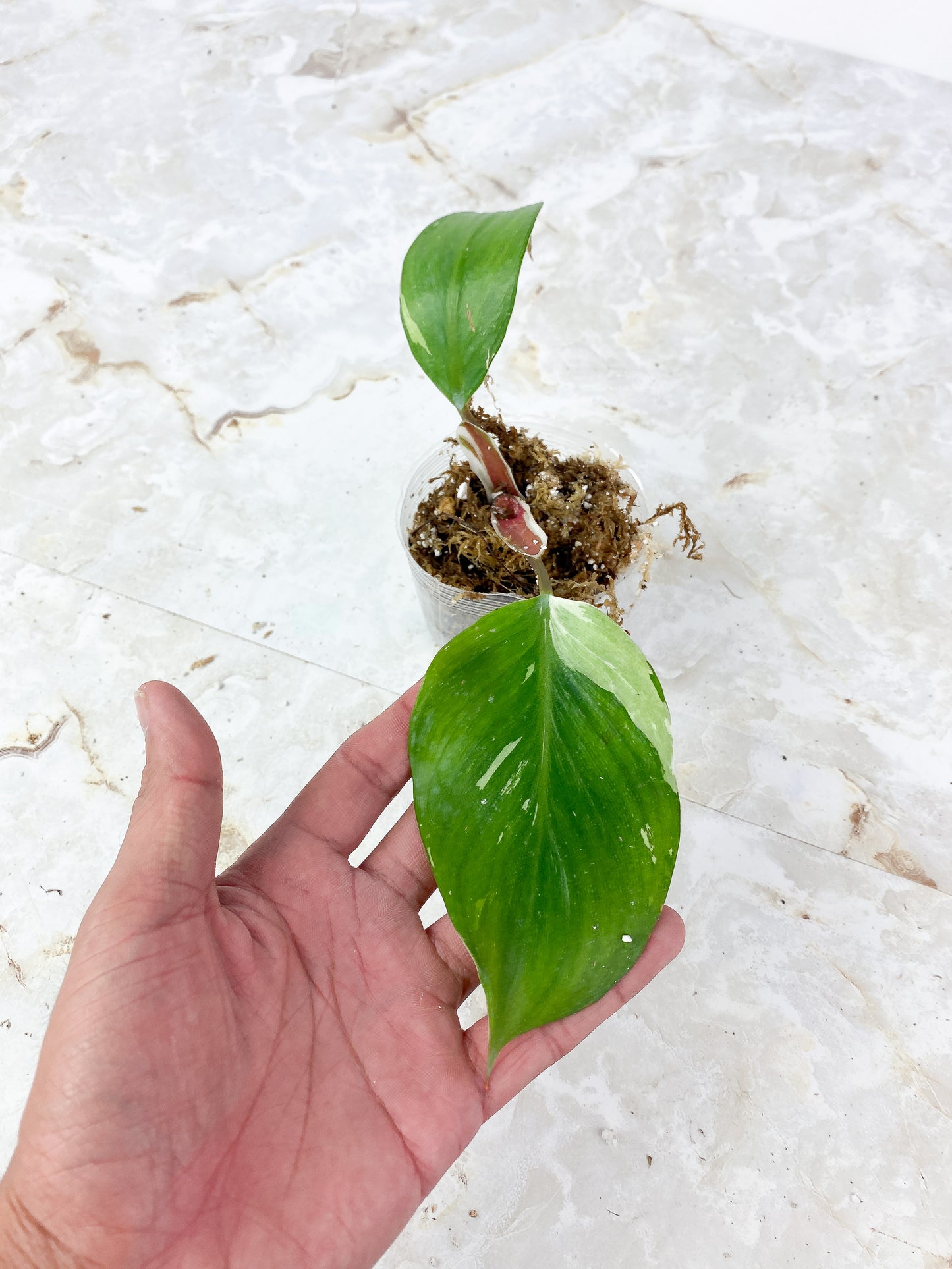 Philodendron White Knight Rooting 2 leaves