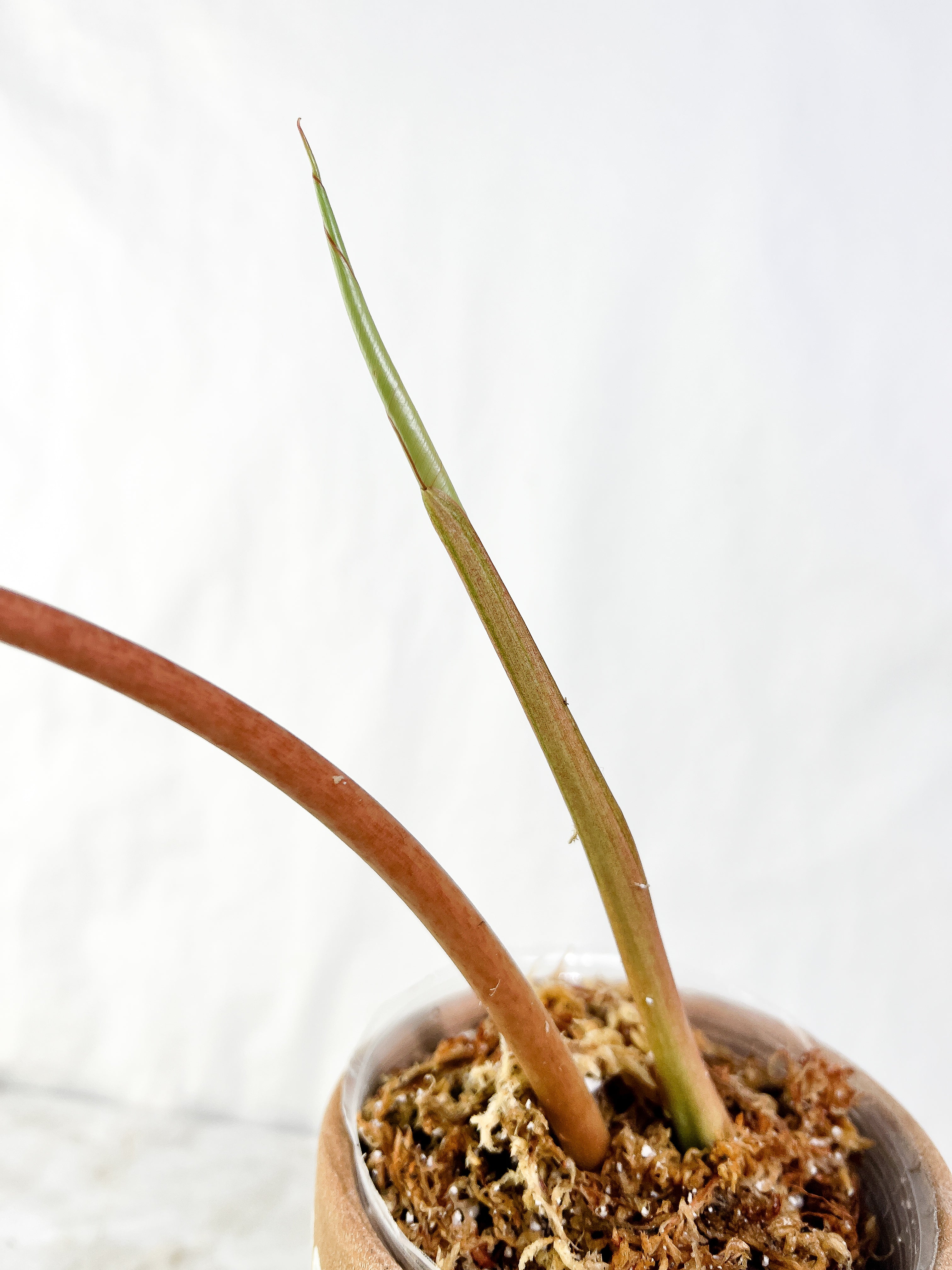Philodendron Snowdrift Rooting Top Cutting 1 sprout 1 sprout