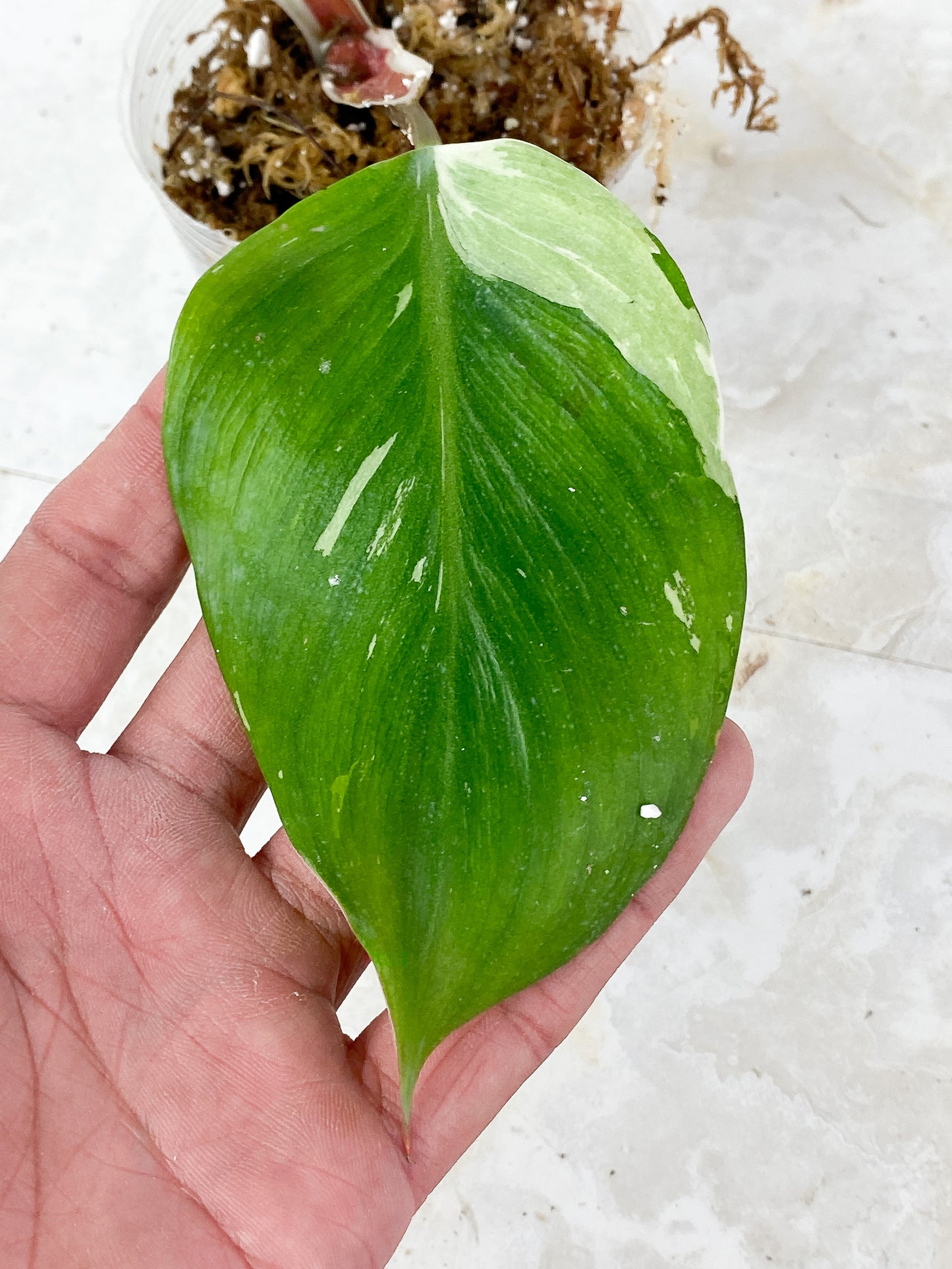 Philodendron White Knight Rooting 2 leaves