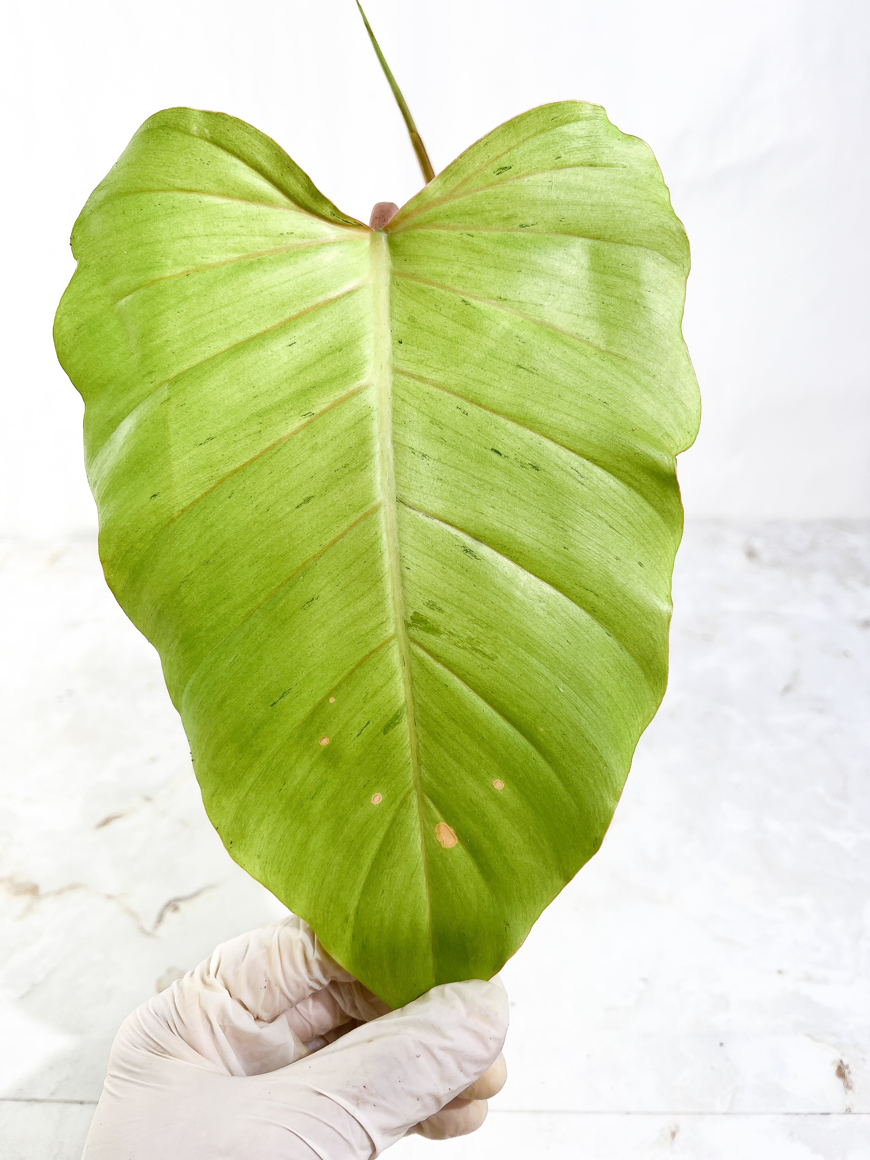 Philodendron Snowdrift Rooting Top Cutting 1 sprout 1 sprout