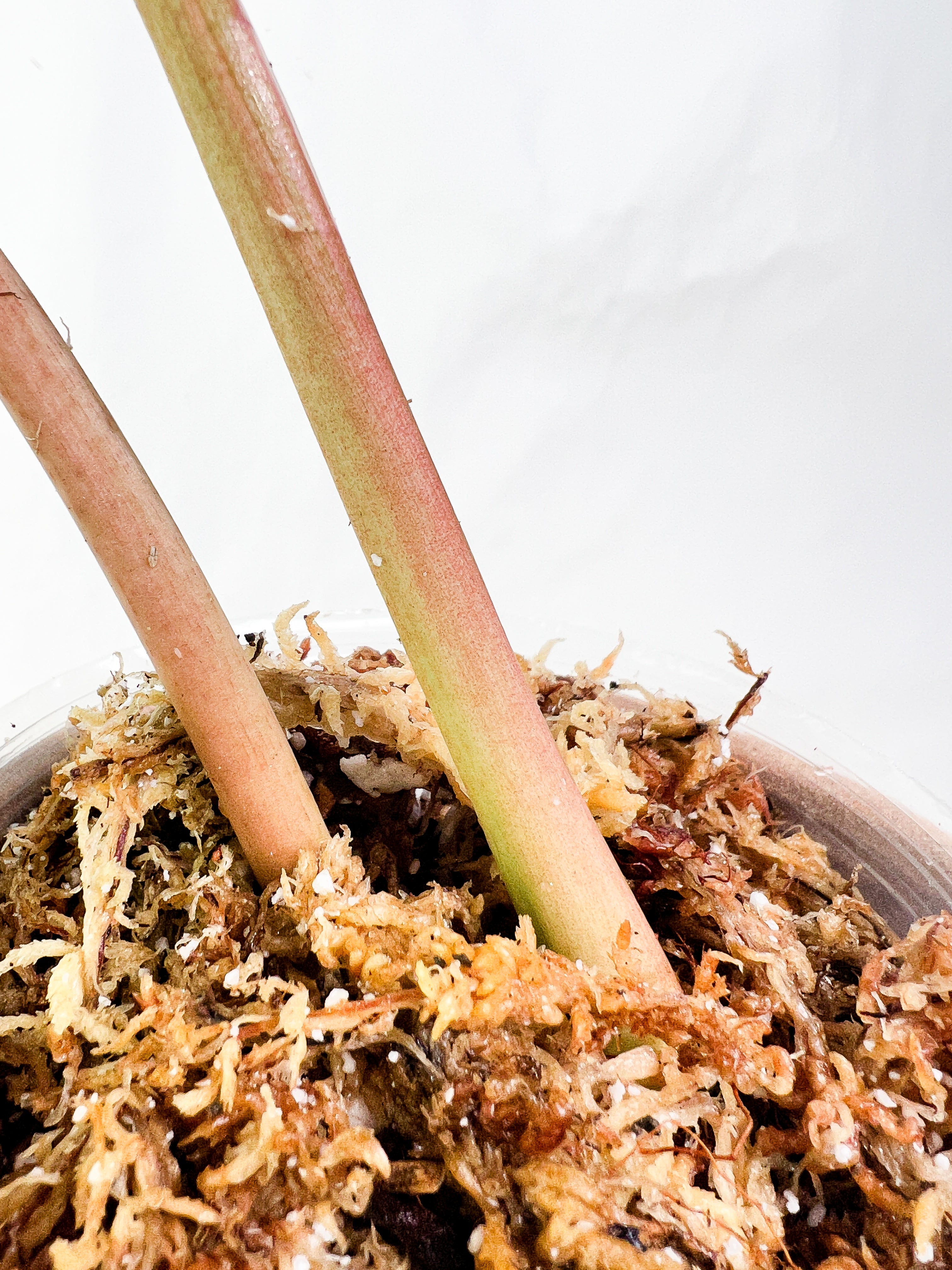 Philodendron Snowdrift Rooting Top Cutting 1 sprout 1 sprout