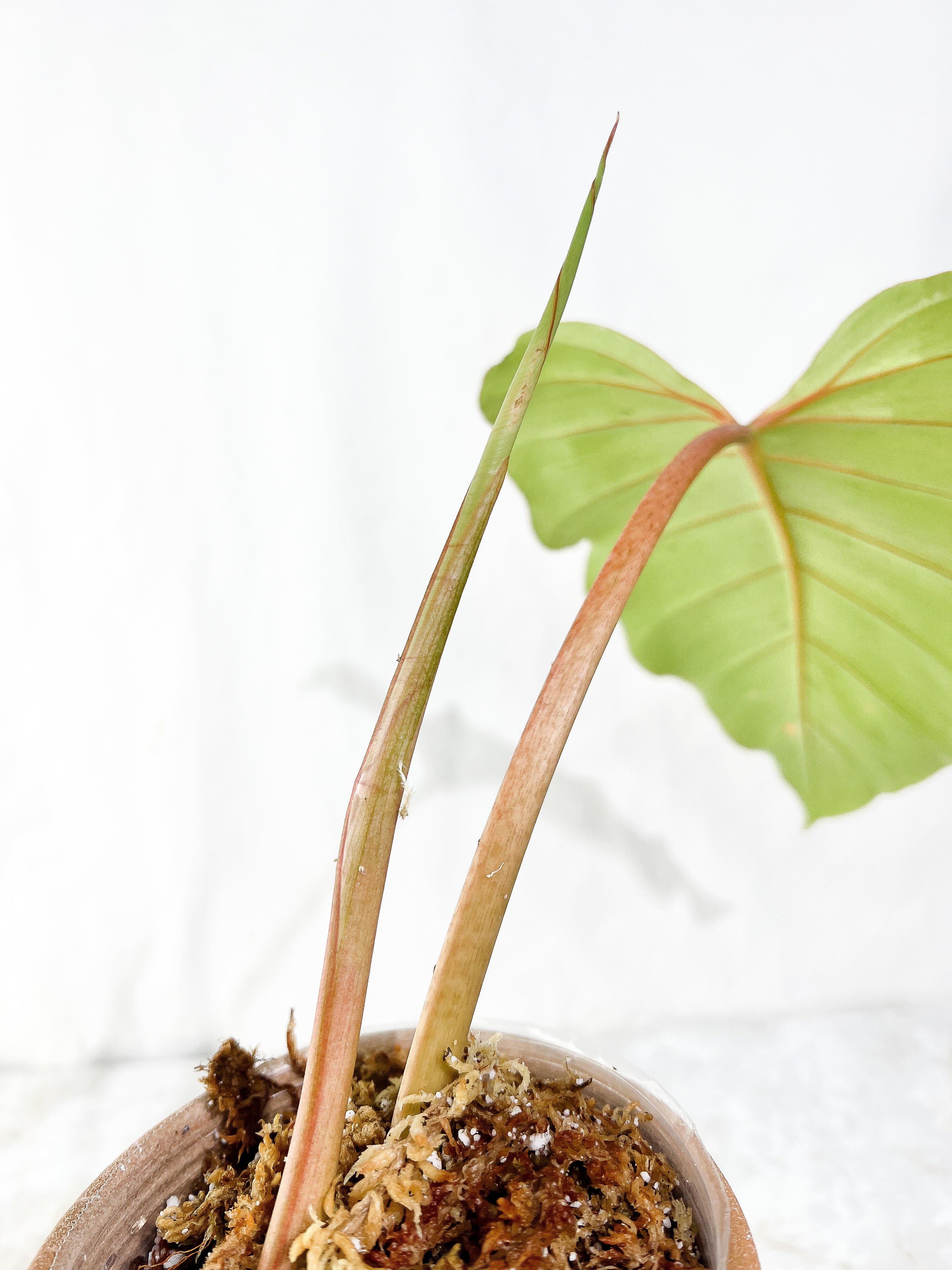 Philodendron Snowdrift Rooting Top Cutting 1 sprout 1 sprout