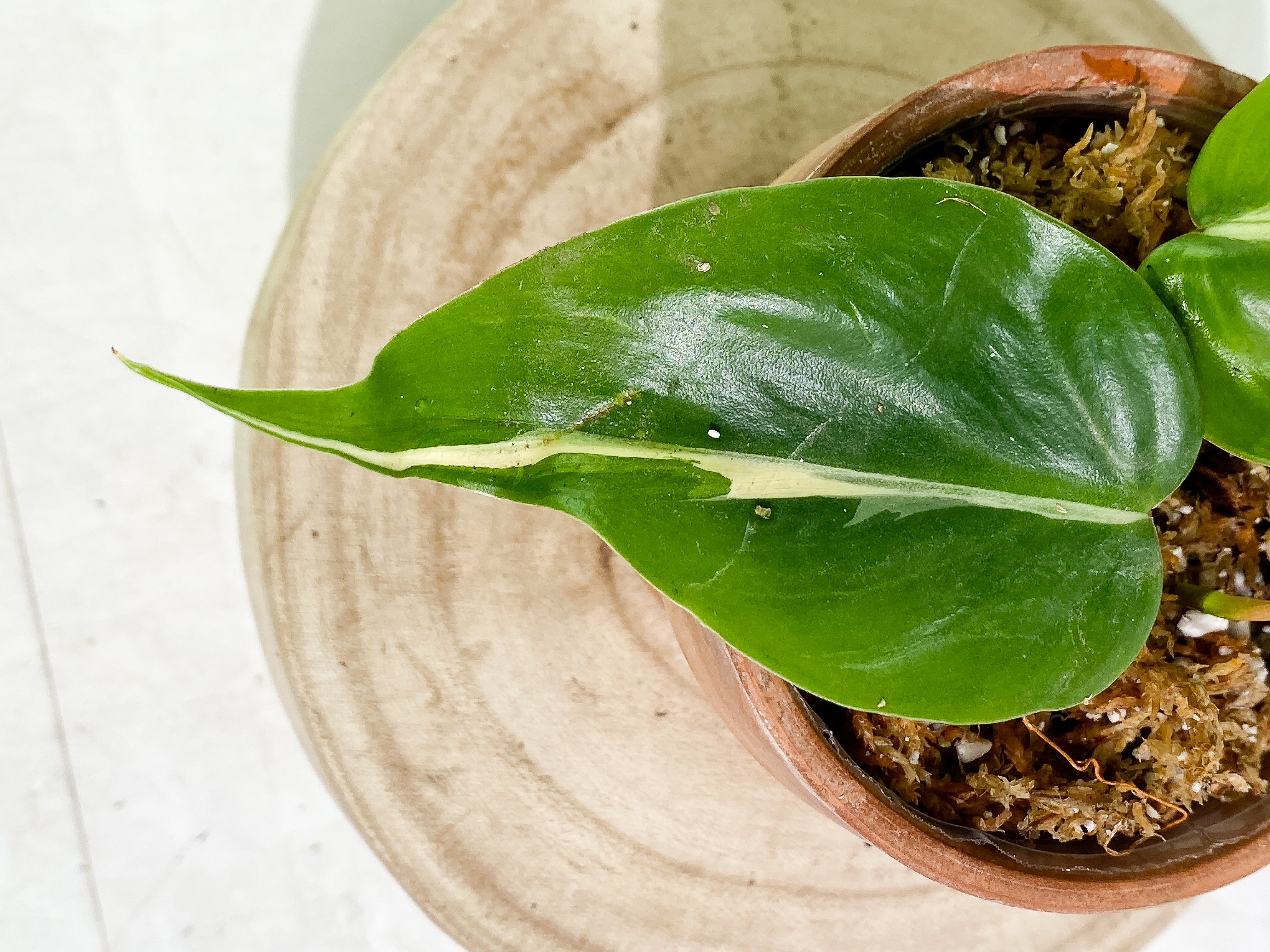 Philodendron Rio Slightly Rooted 2 leaves 1 sprout