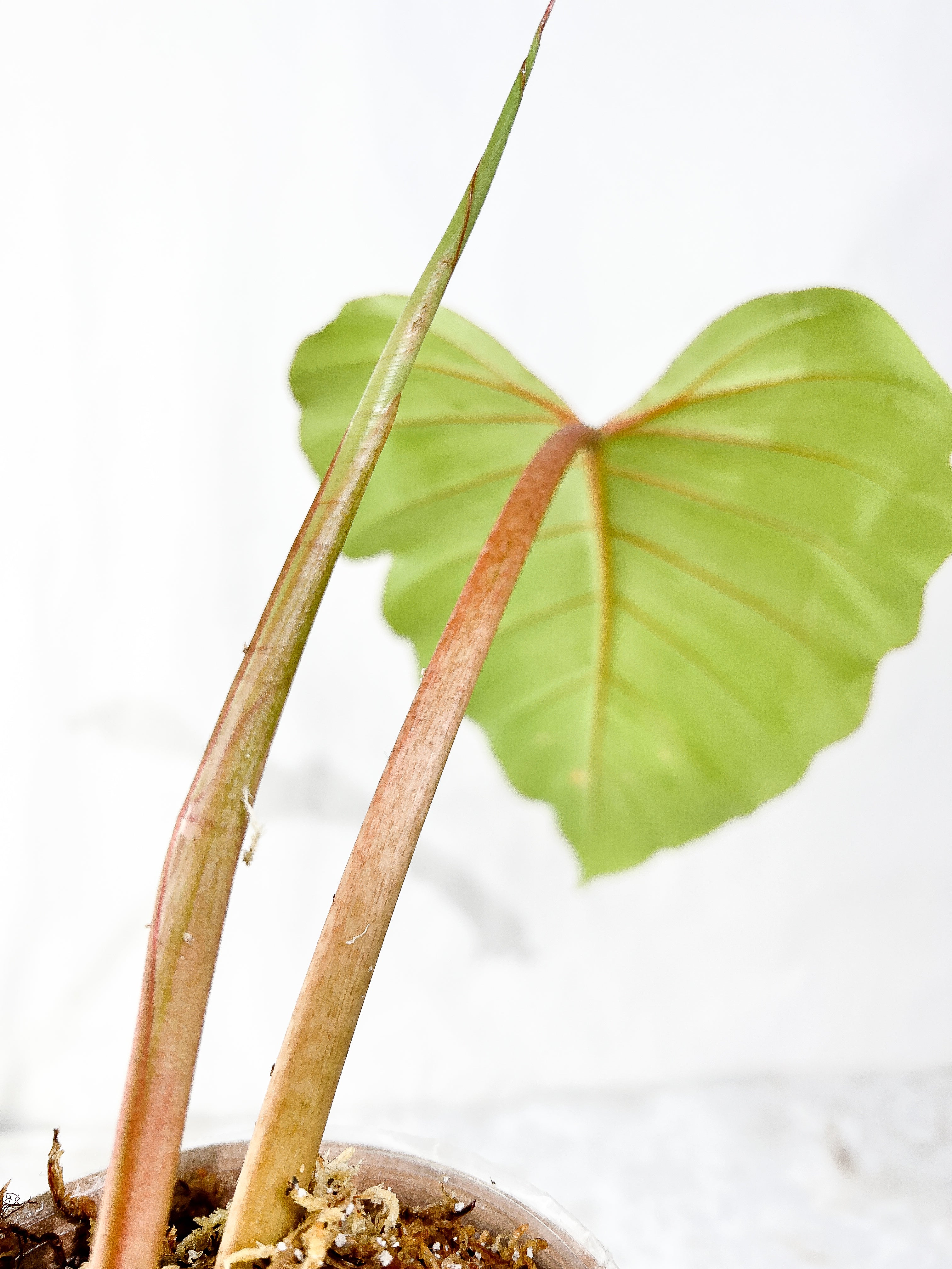 Philodendron Snowdrift Rooting Top Cutting 1 sprout 1 sprout
